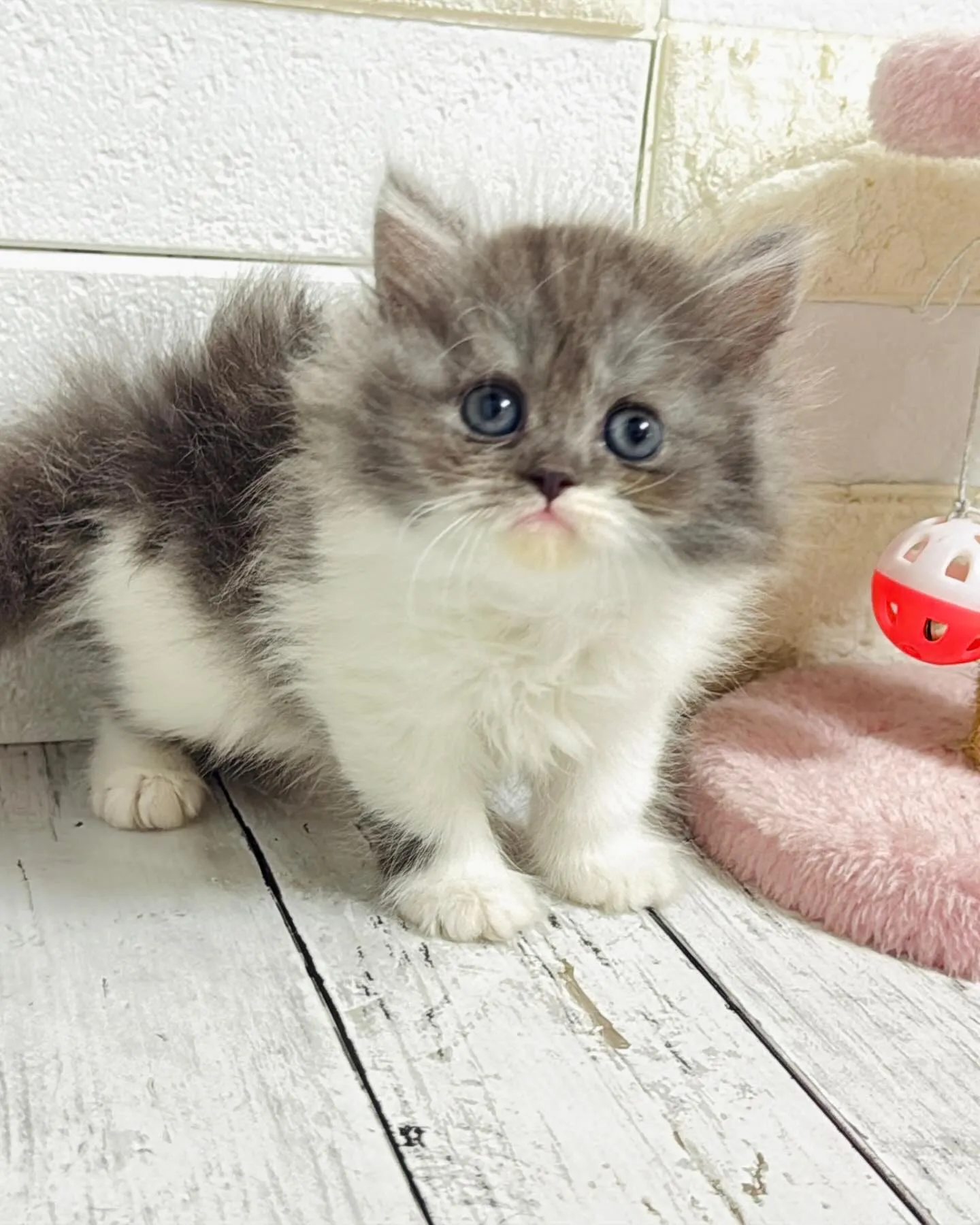 ミヌエット/ブリーダー直販/パピーランドシェリエ/子猫販売