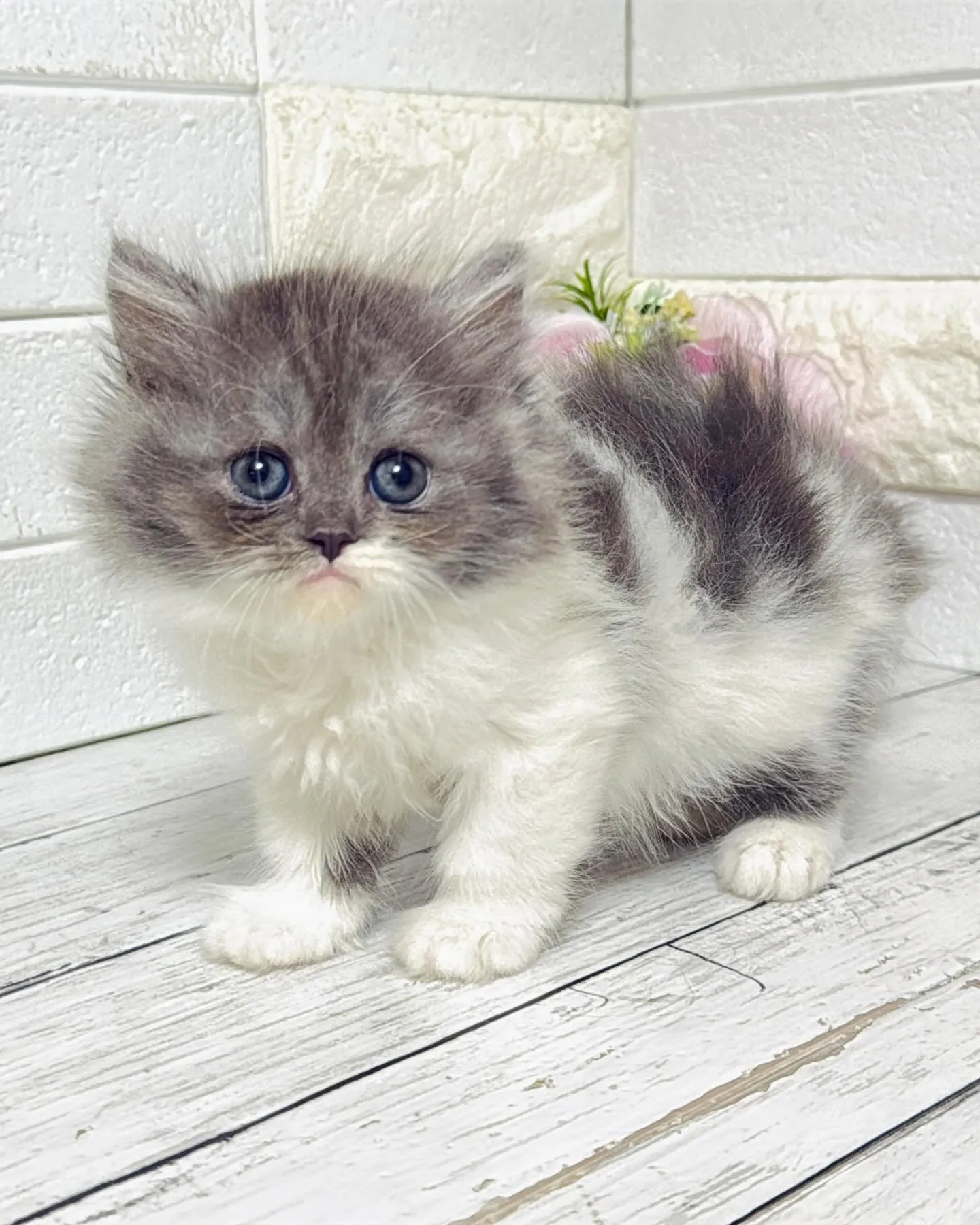 ミヌエット/ブリーダー直販/パピーランドシェリエ/子猫販売