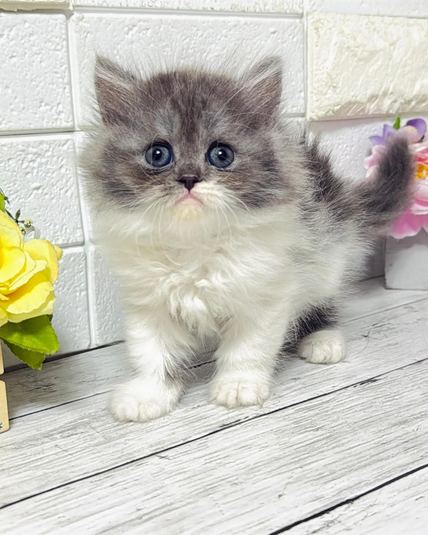 ミヌエット/ブリーダー直販/パピーランドシェリエ/子猫販売