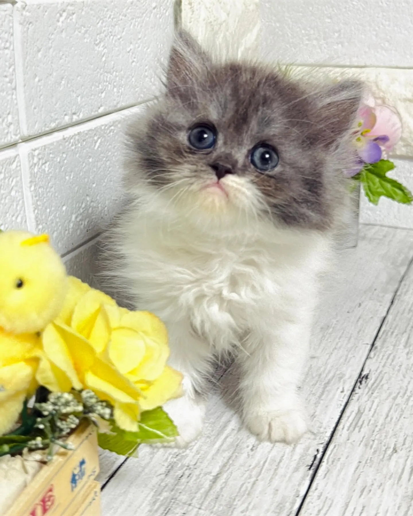 ミヌエット/ブリーダー直販/パピーランドシェリエ/子猫販売