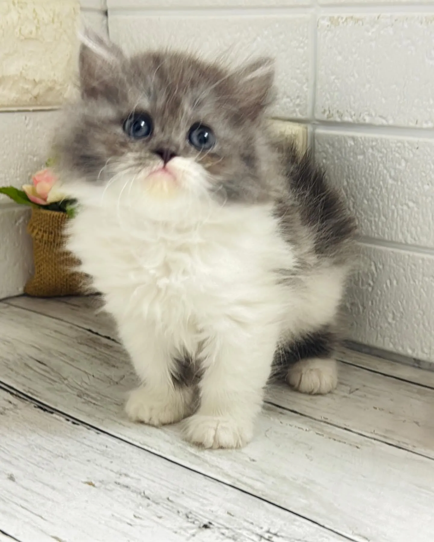 ミヌエット/ブリーダー直販/パピーランドシェリエ/子猫販売