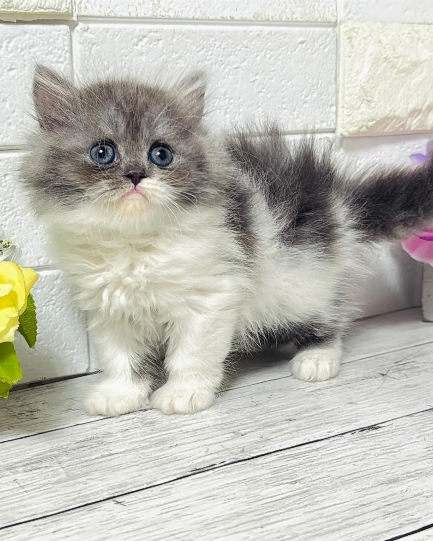 ミヌエット/ブリーダー直販/パピーランドシェリエ/子猫販売