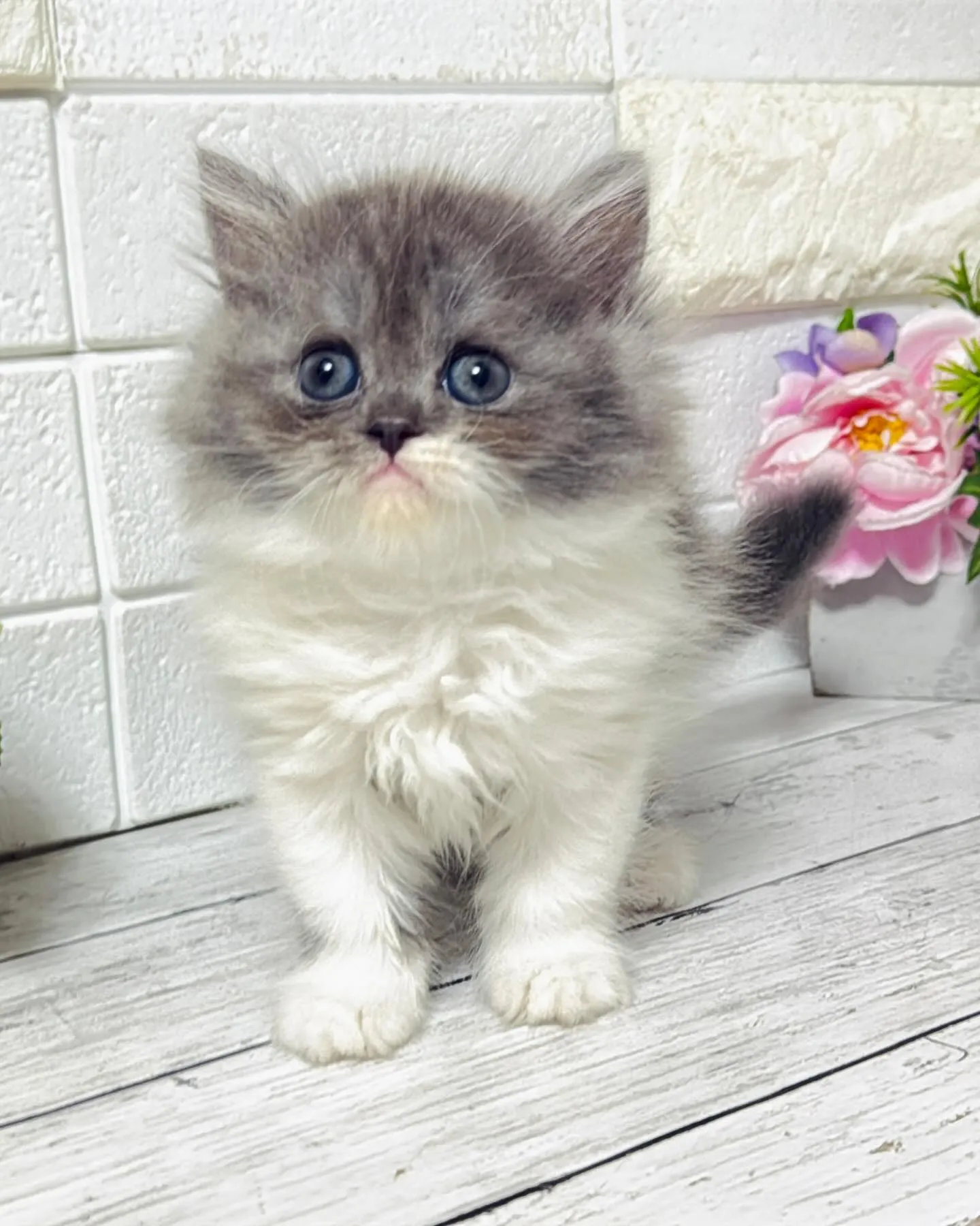 ミヌエット/ブリーダー直販/パピーランドシェリエ/子猫販売