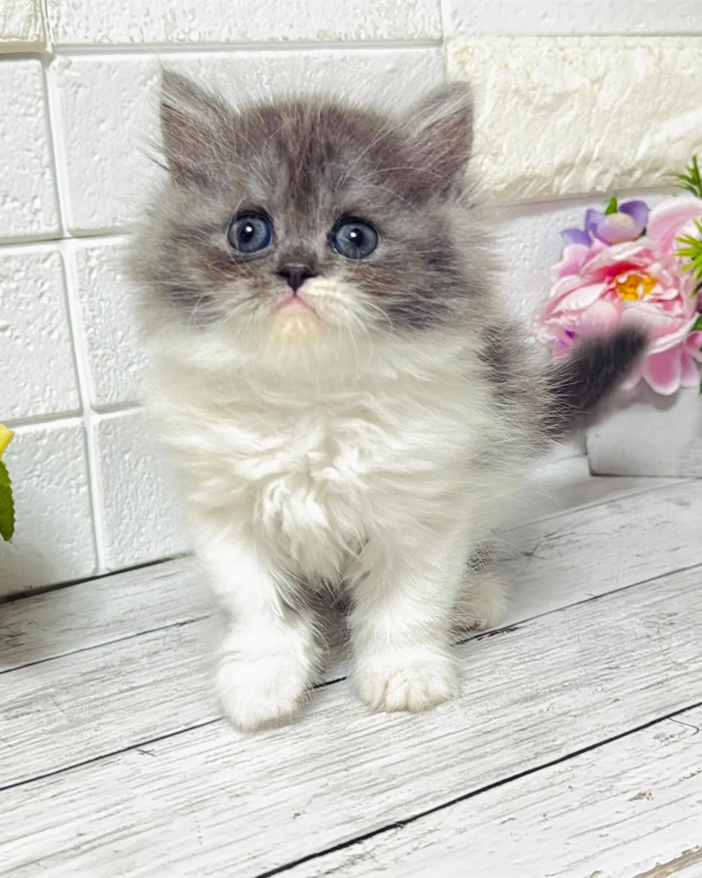 ミヌエット/ブリーダー直販/パピーランドシェリエ/子猫販売