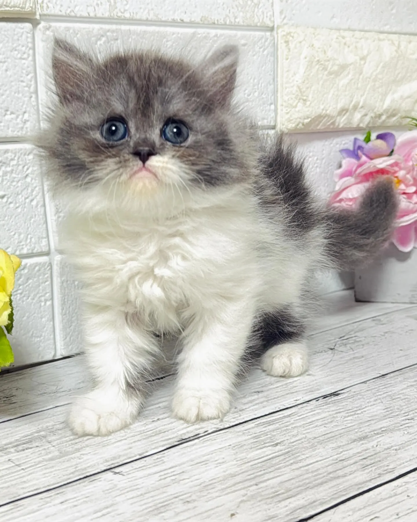 ミヌエット/ブリーダー直販/パピーランドシェリエ/子猫販売