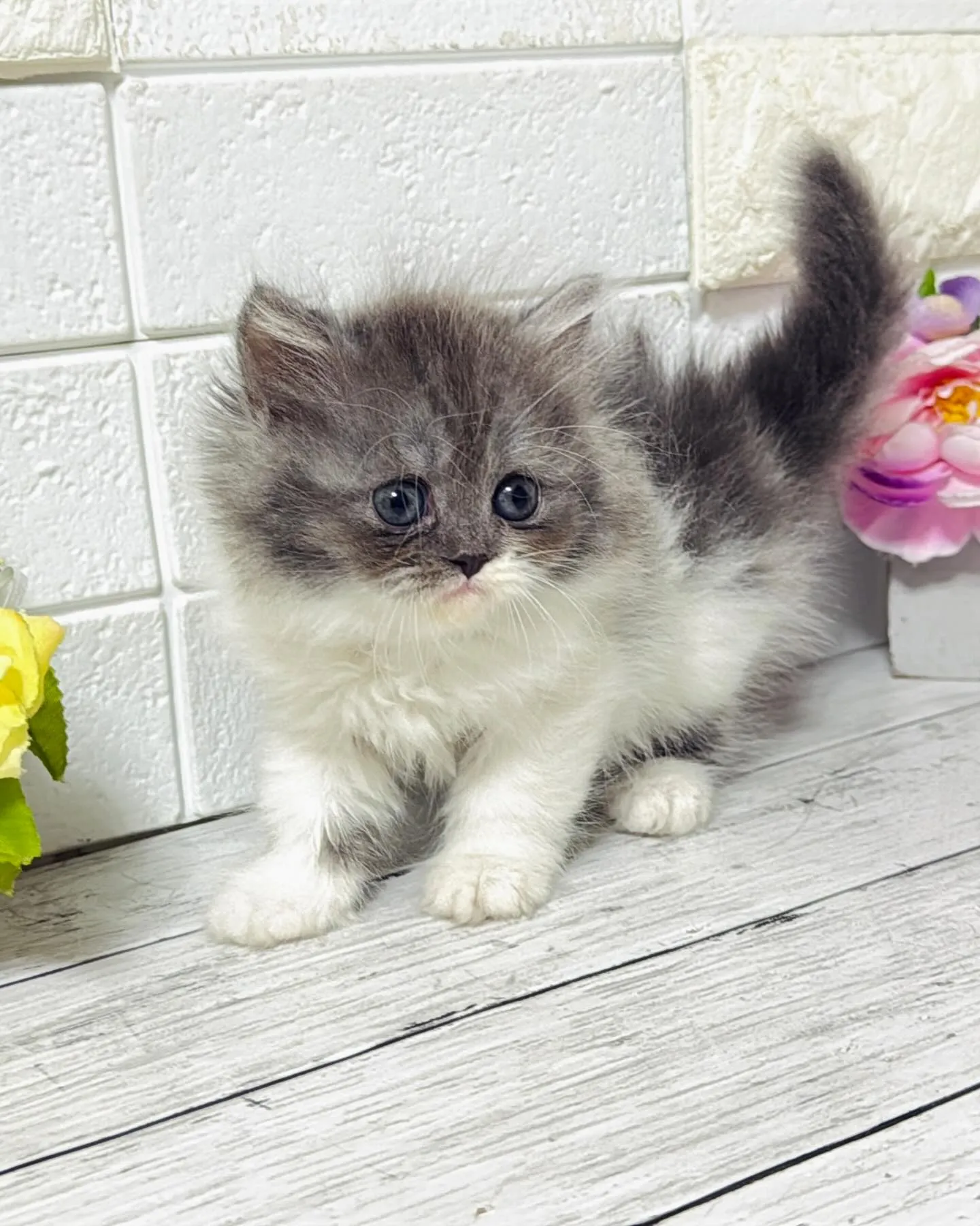 ミヌエット/ブリーダー直販/パピーランドシェリエ/子猫販売