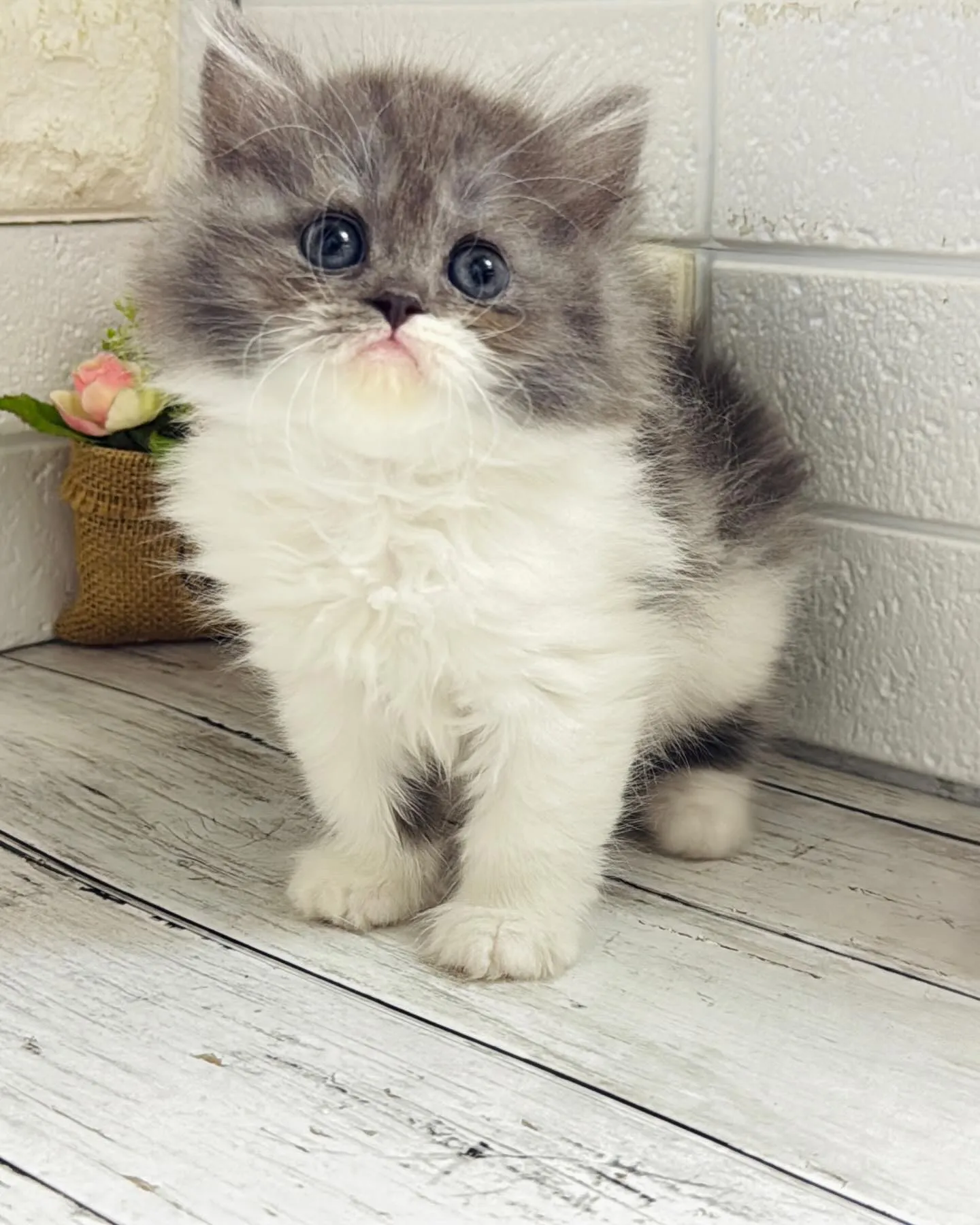 ミヌエット/ブリーダー直販/パピーランドシェリエ/子猫販売