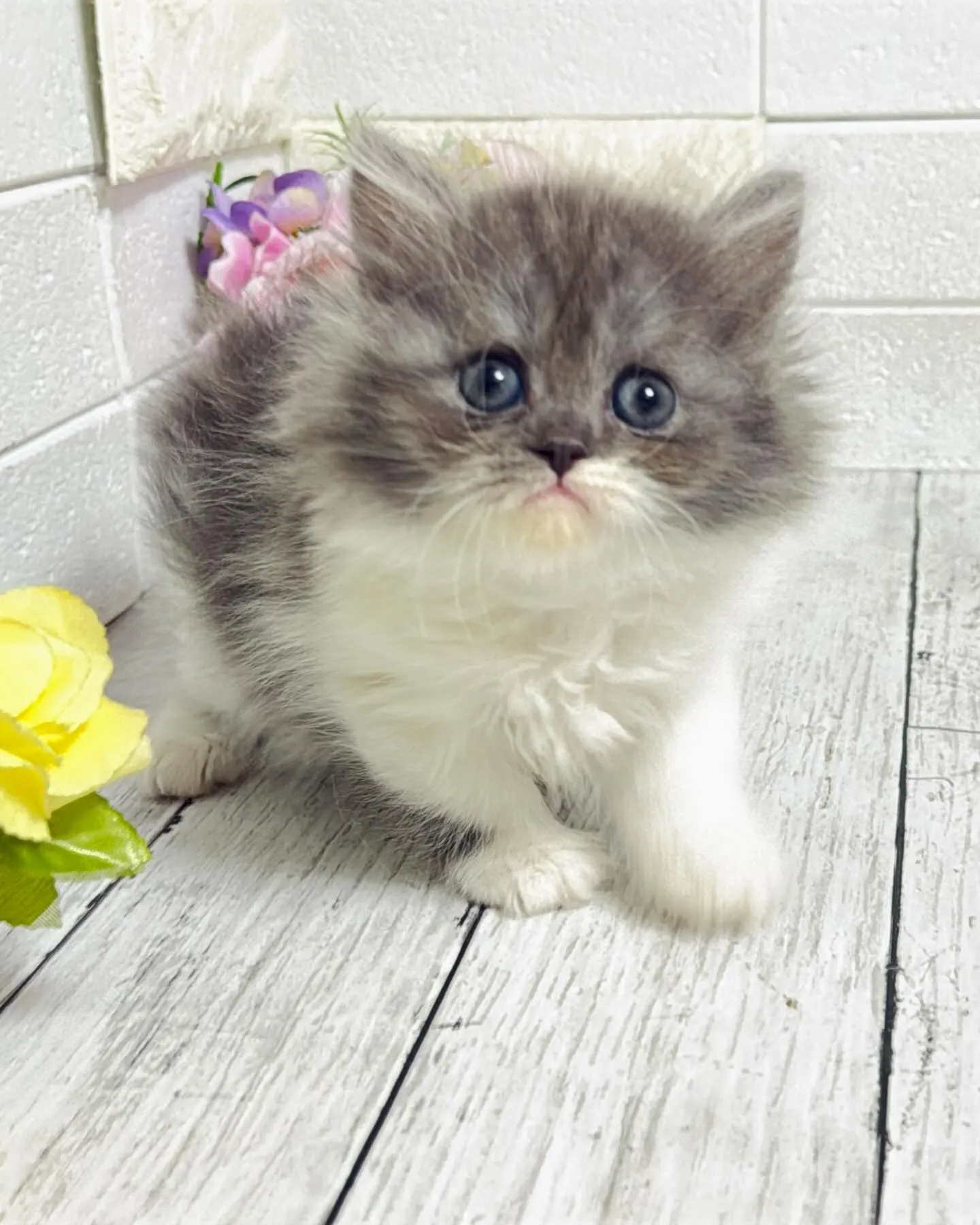 ミヌエット/ブリーダー直販/パピーランドシェリエ/子猫販売