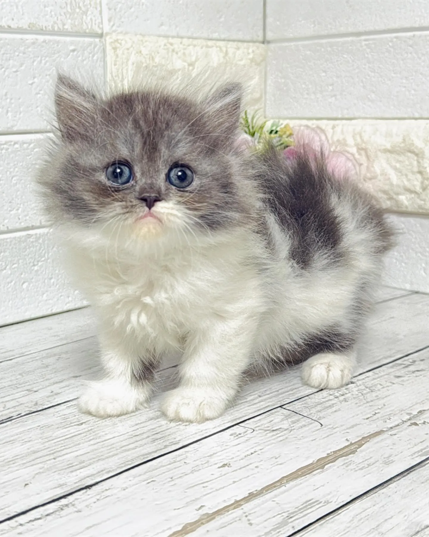 ミヌエット/ブリーダー直販/パピーランドシェリエ/子猫販売