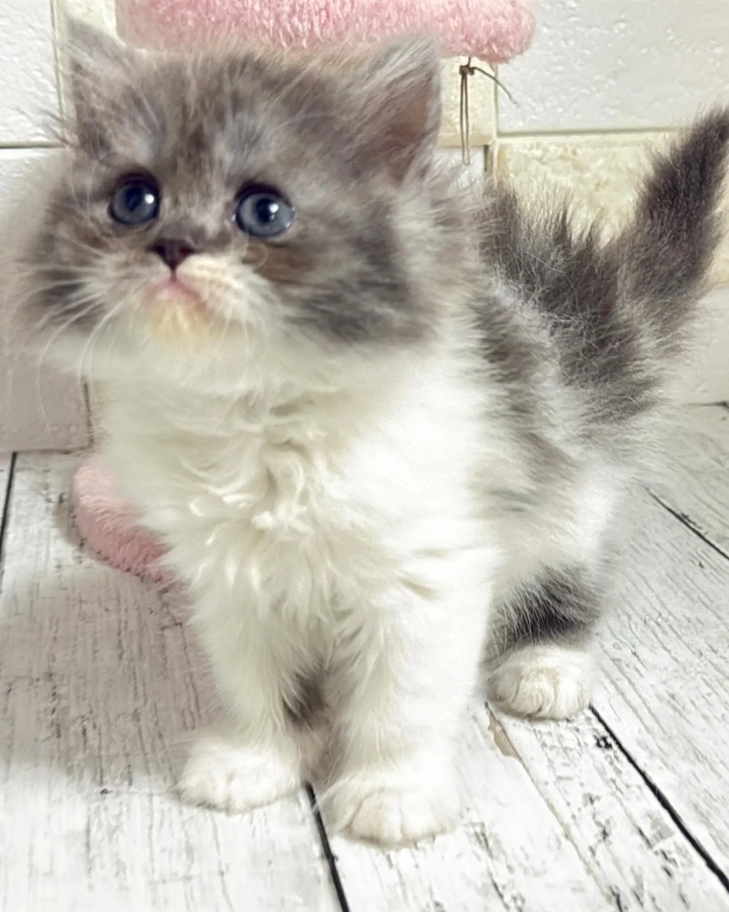 ミヌエット/ブリーダー直販/パピーランドシェリエ/子猫販売