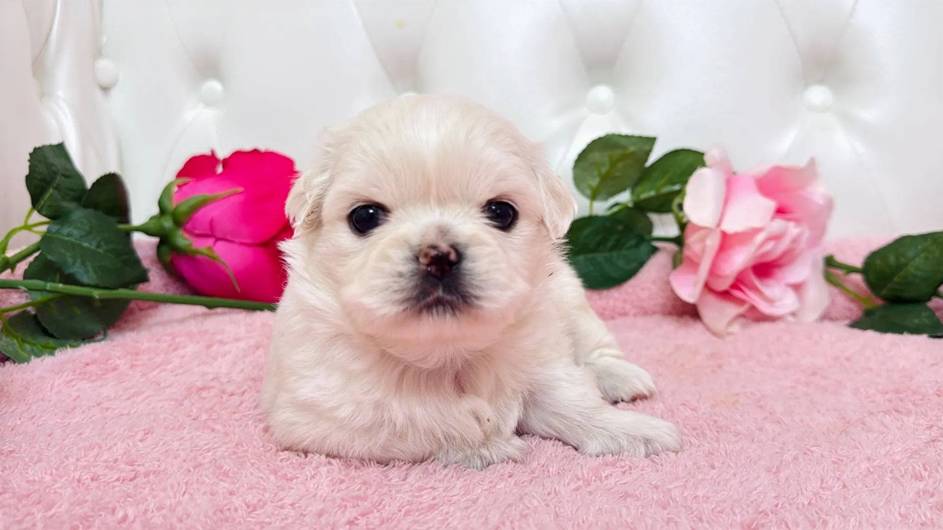 チワワ×ペキニーズ(Maki102)