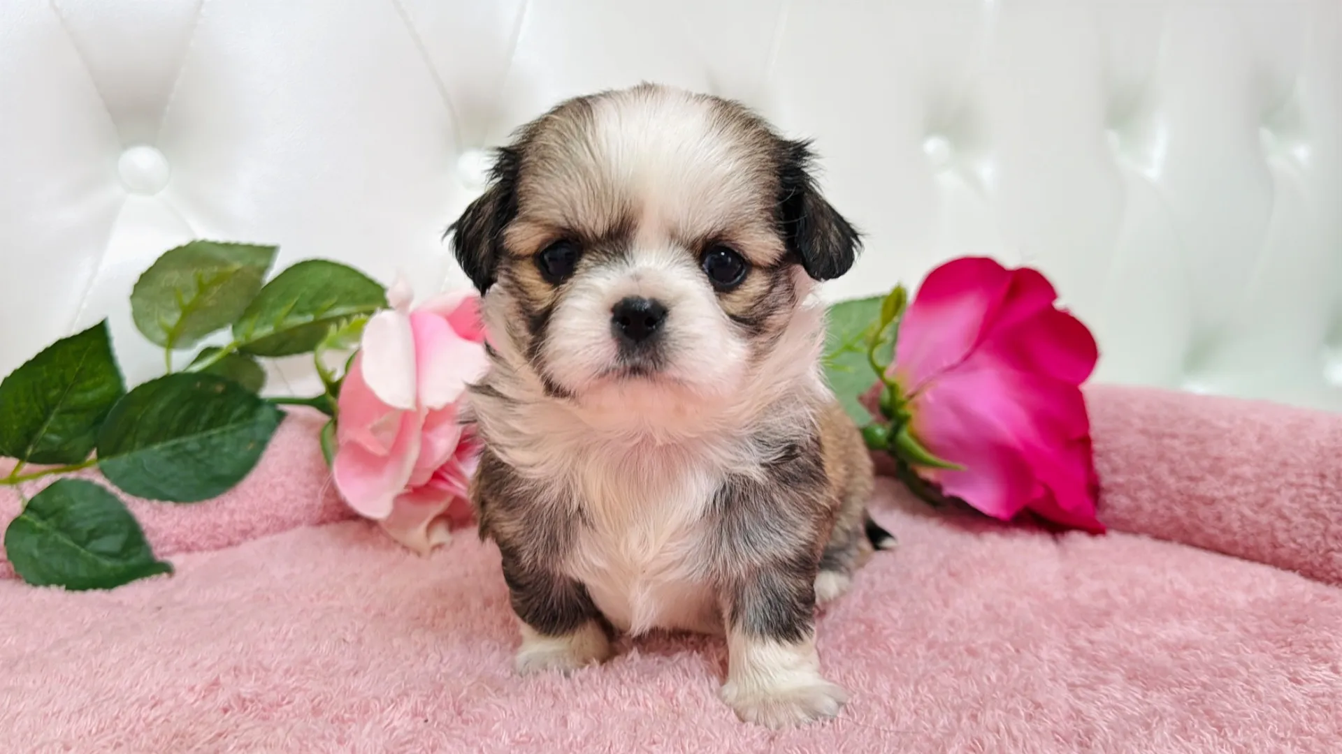 チワワ×ペキニーズ(Maki103)