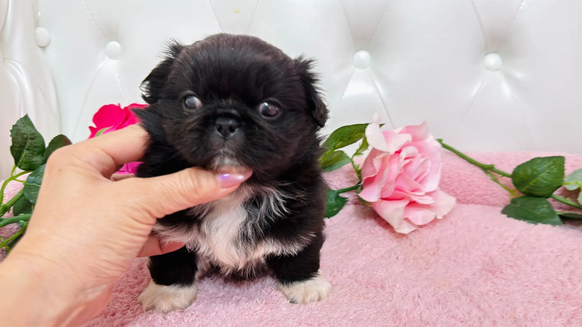 ペキニーズ(Candy102)