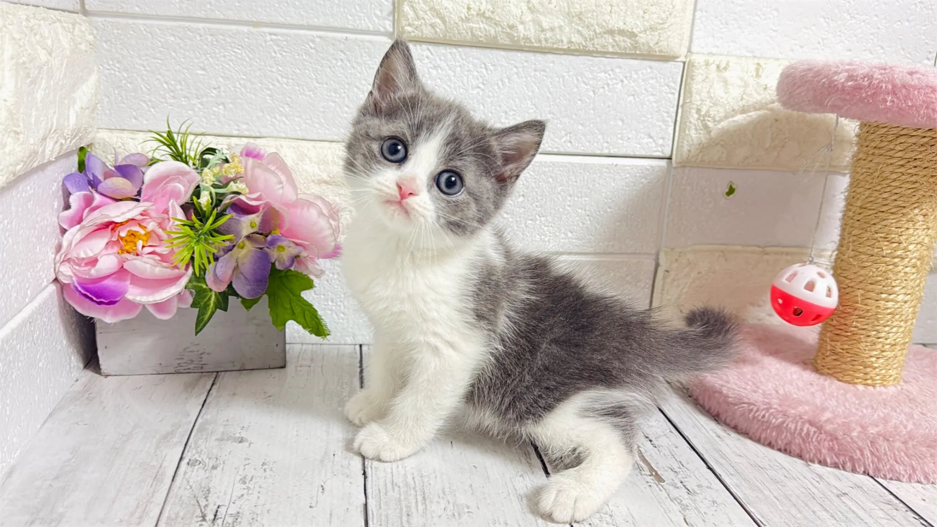 ミヌエット長足（Como101）