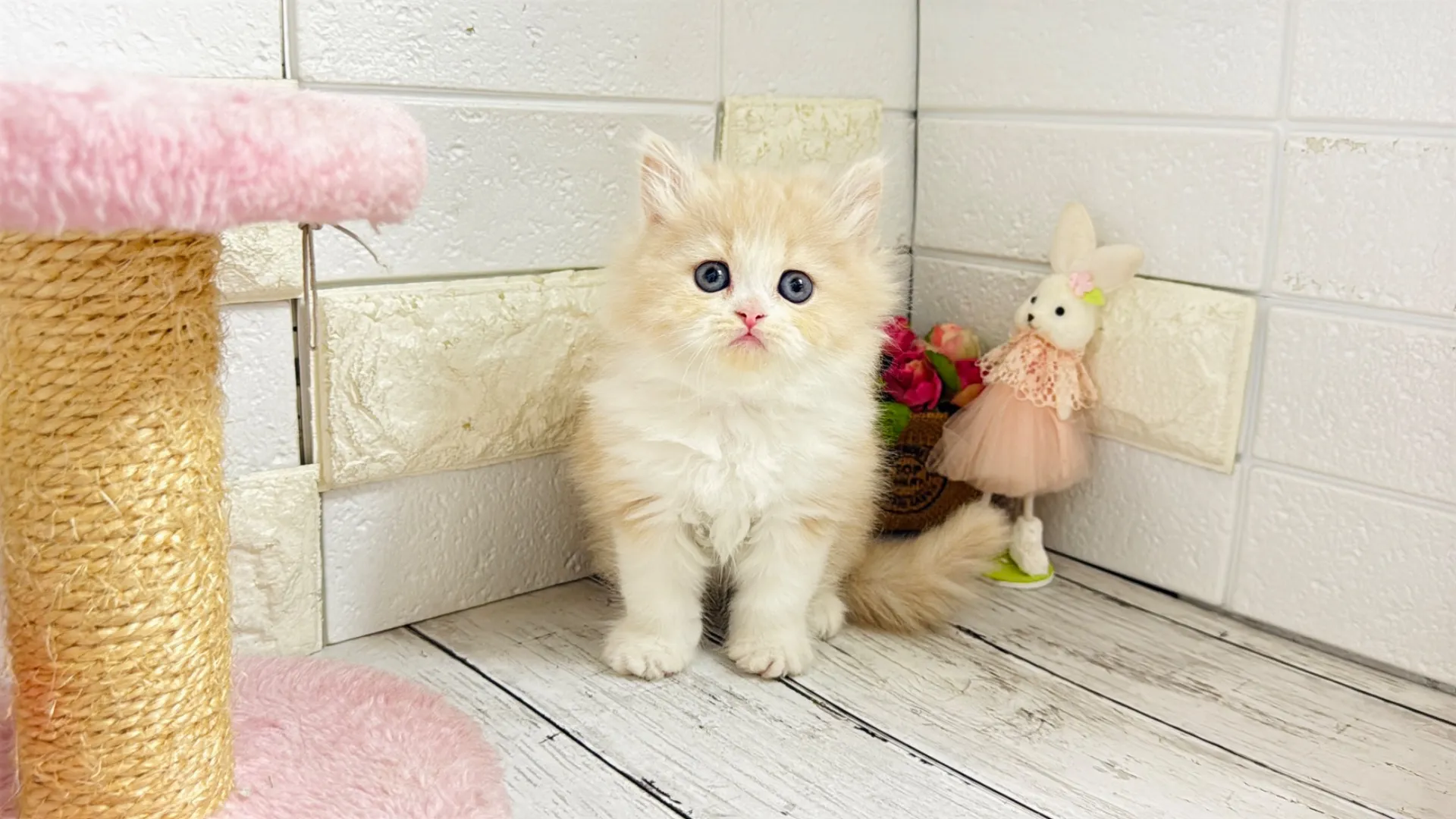 ミヌエット長足（Como102）