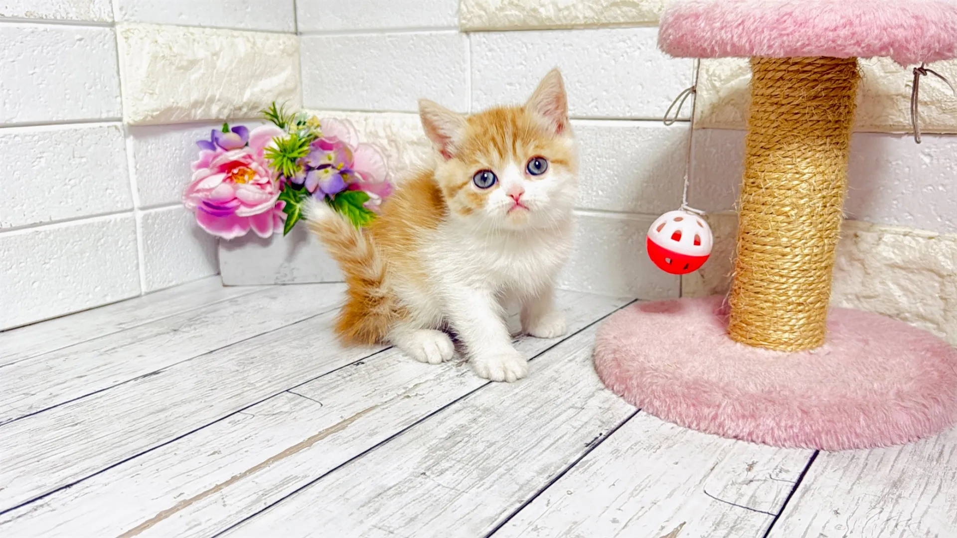 ミヌエット長足（Como103）