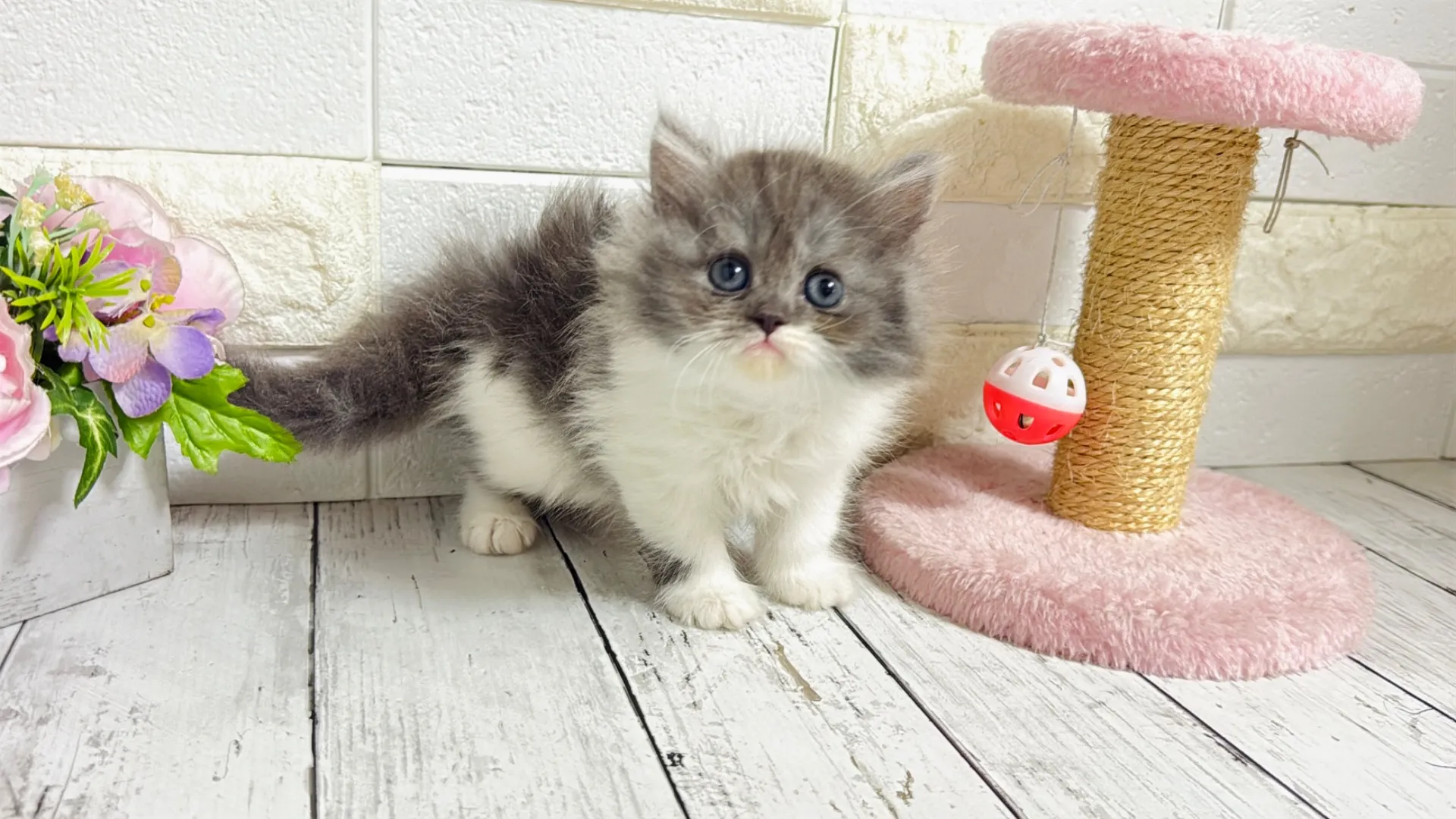 ミヌエット長足（Como106）