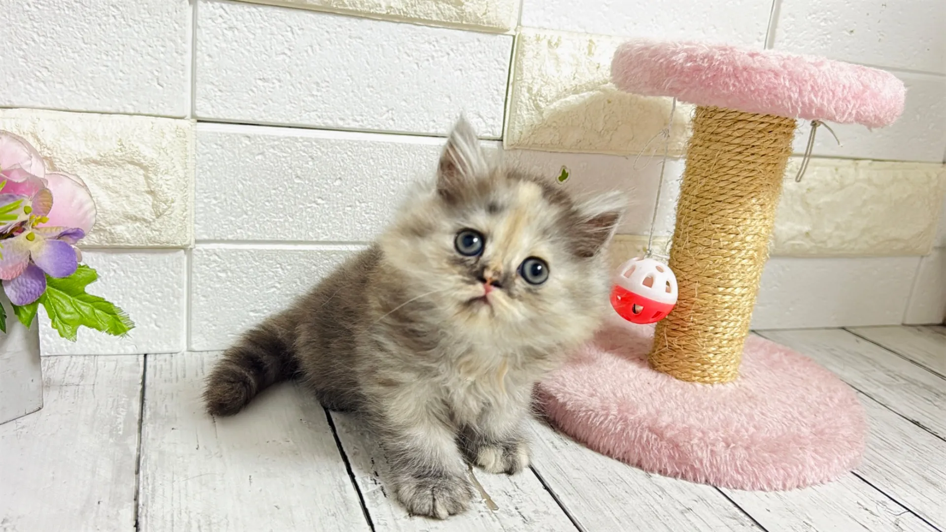 ミヌエット長足（Como105）