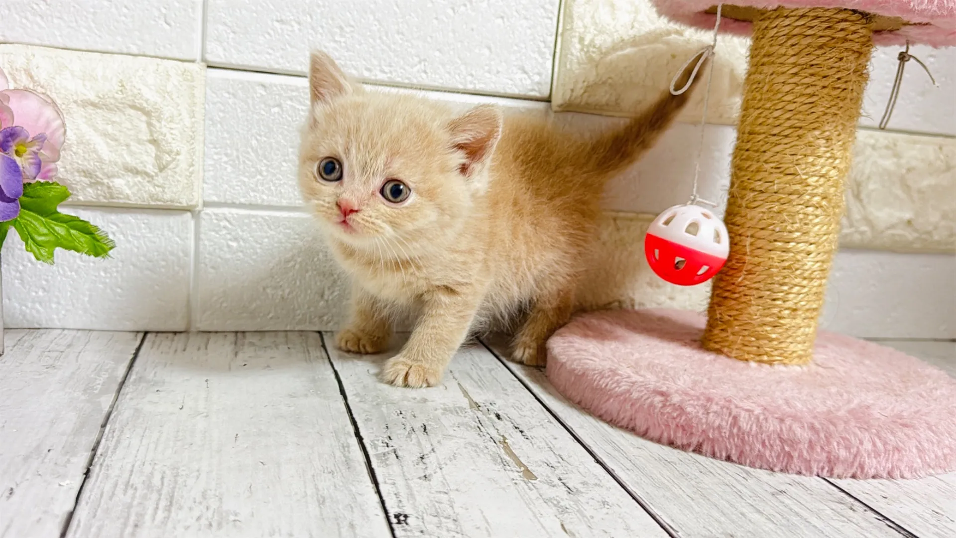 ブリティッシュショートヘア(PooNyan101)