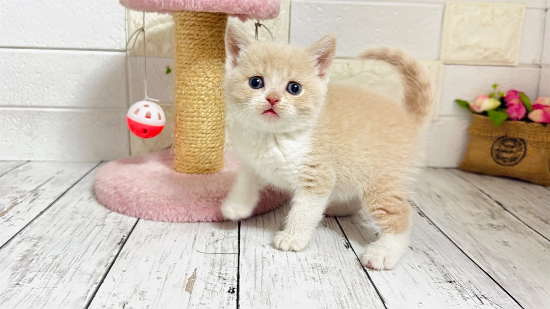 ブリティッシュショートヘア(PooNyan103)