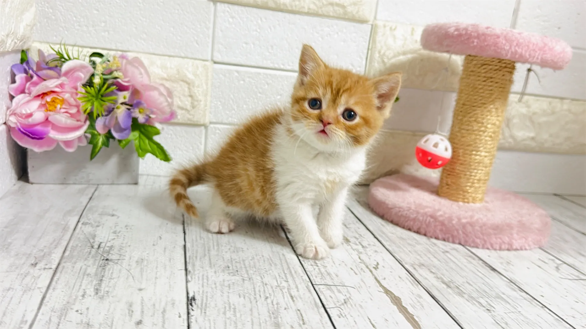 ブリティッシュショートヘア(PooNyan104)