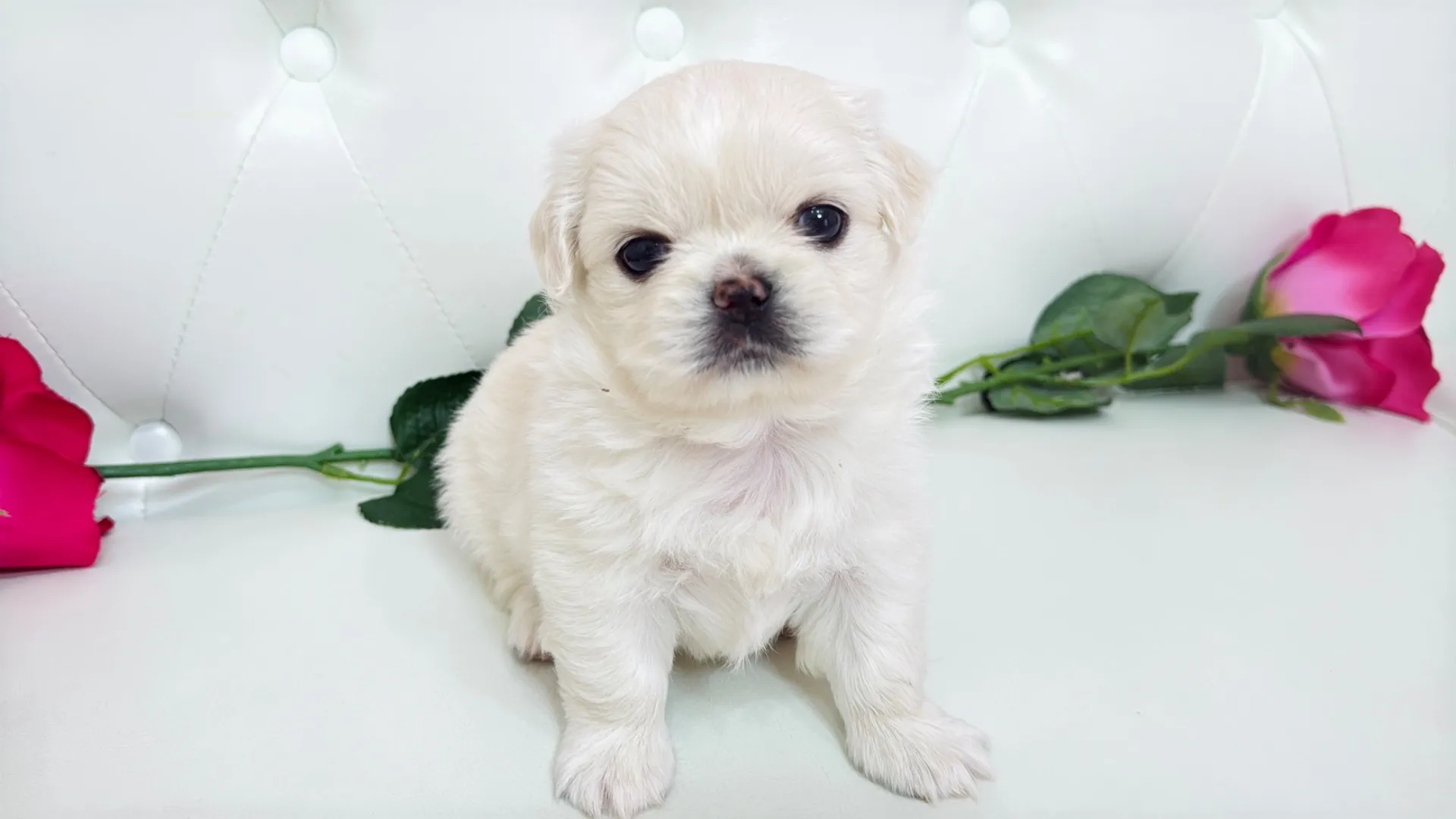 チワワ×ペキニーズ(Maki102)