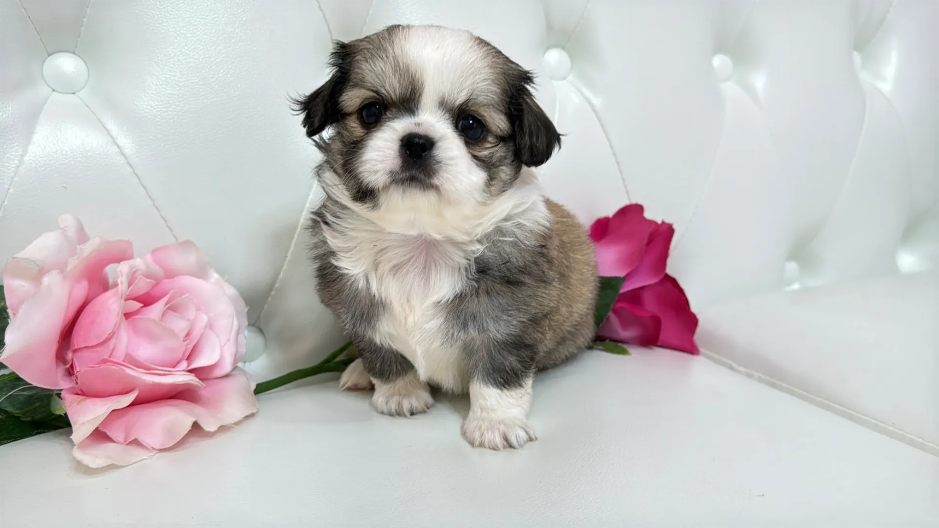 チワワ×ペキニーズ(Maki103)