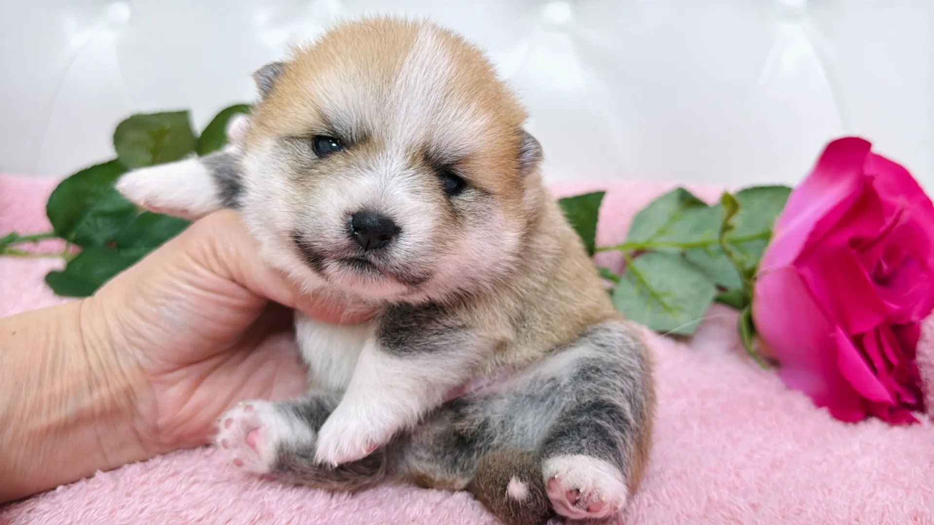 豆柴×ポメラニアン（PURIN101）