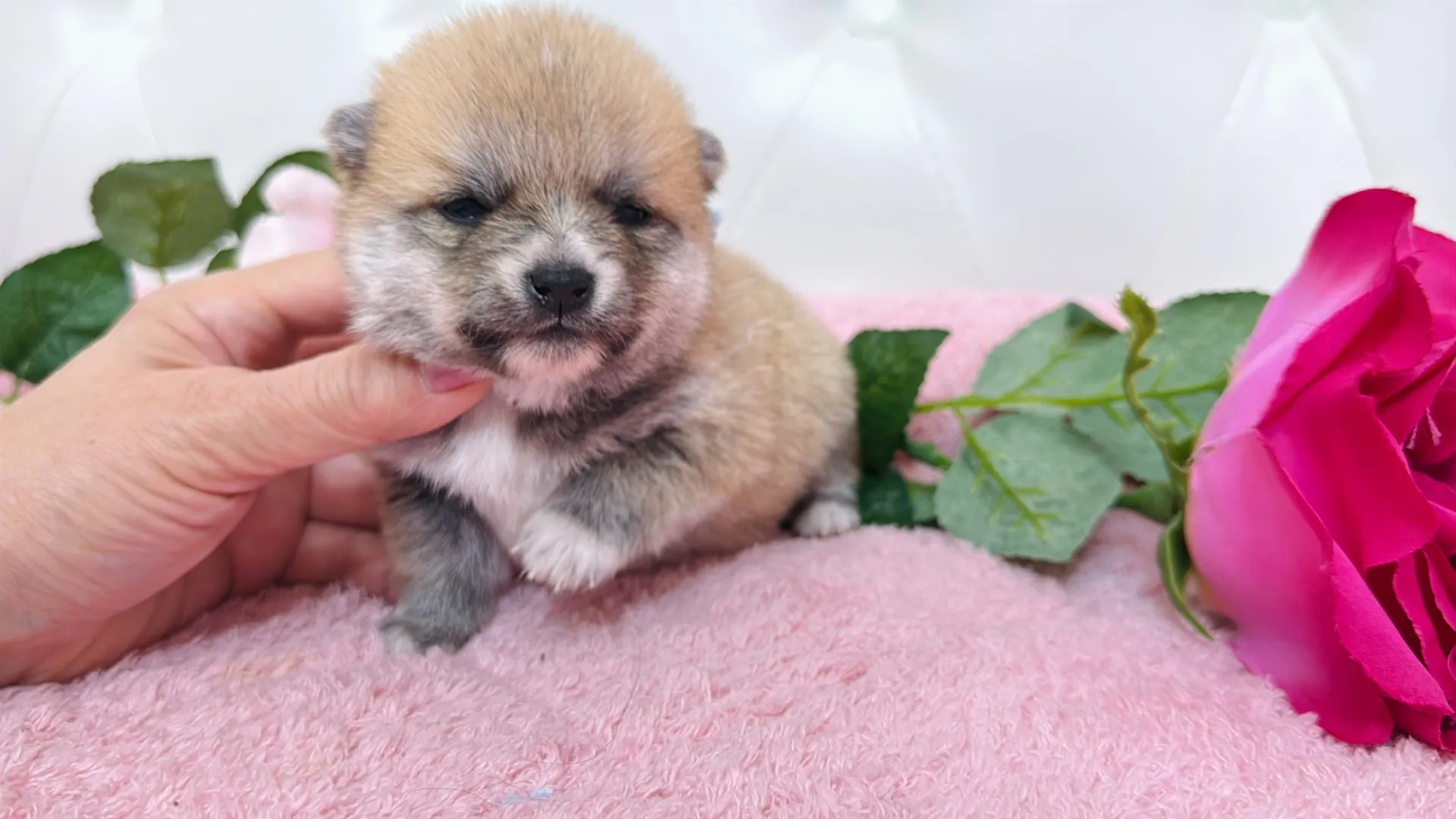 豆柴×ポメラニアン（PURIN102）