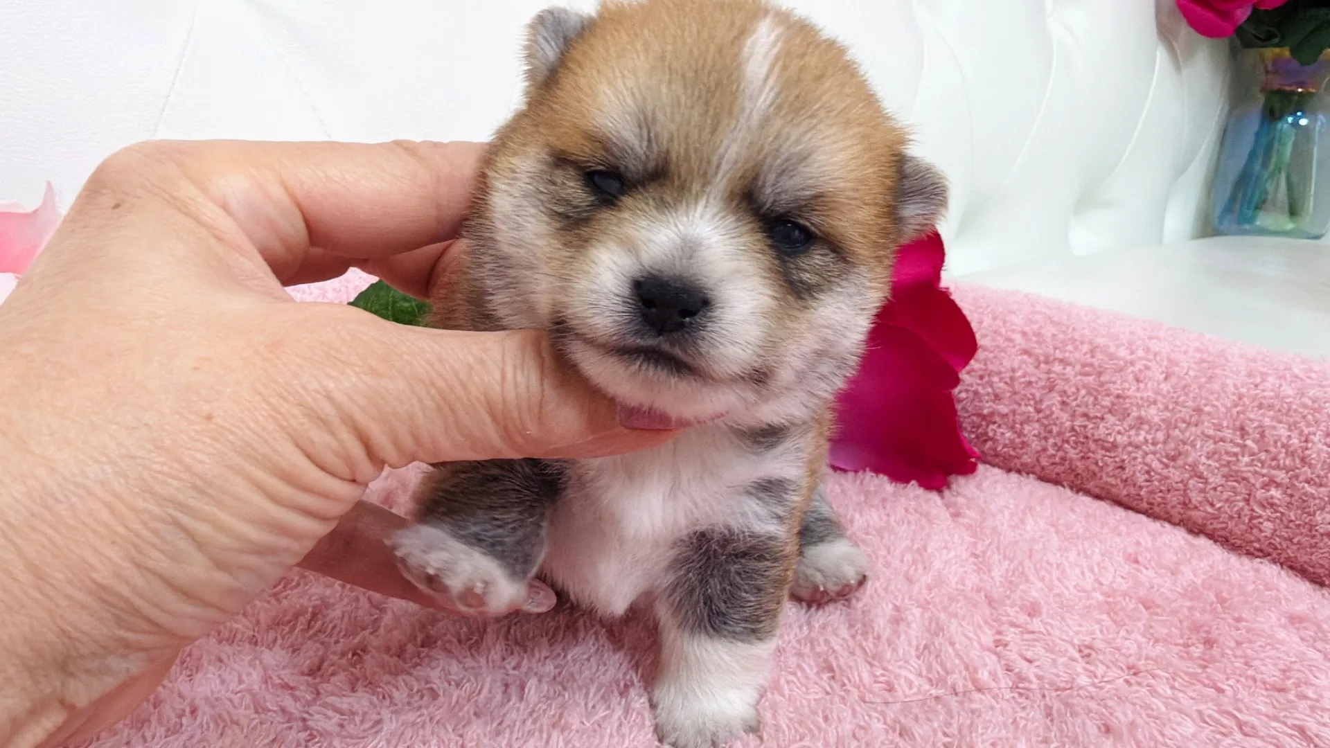 豆柴×ポメラニアン（PURIN103）