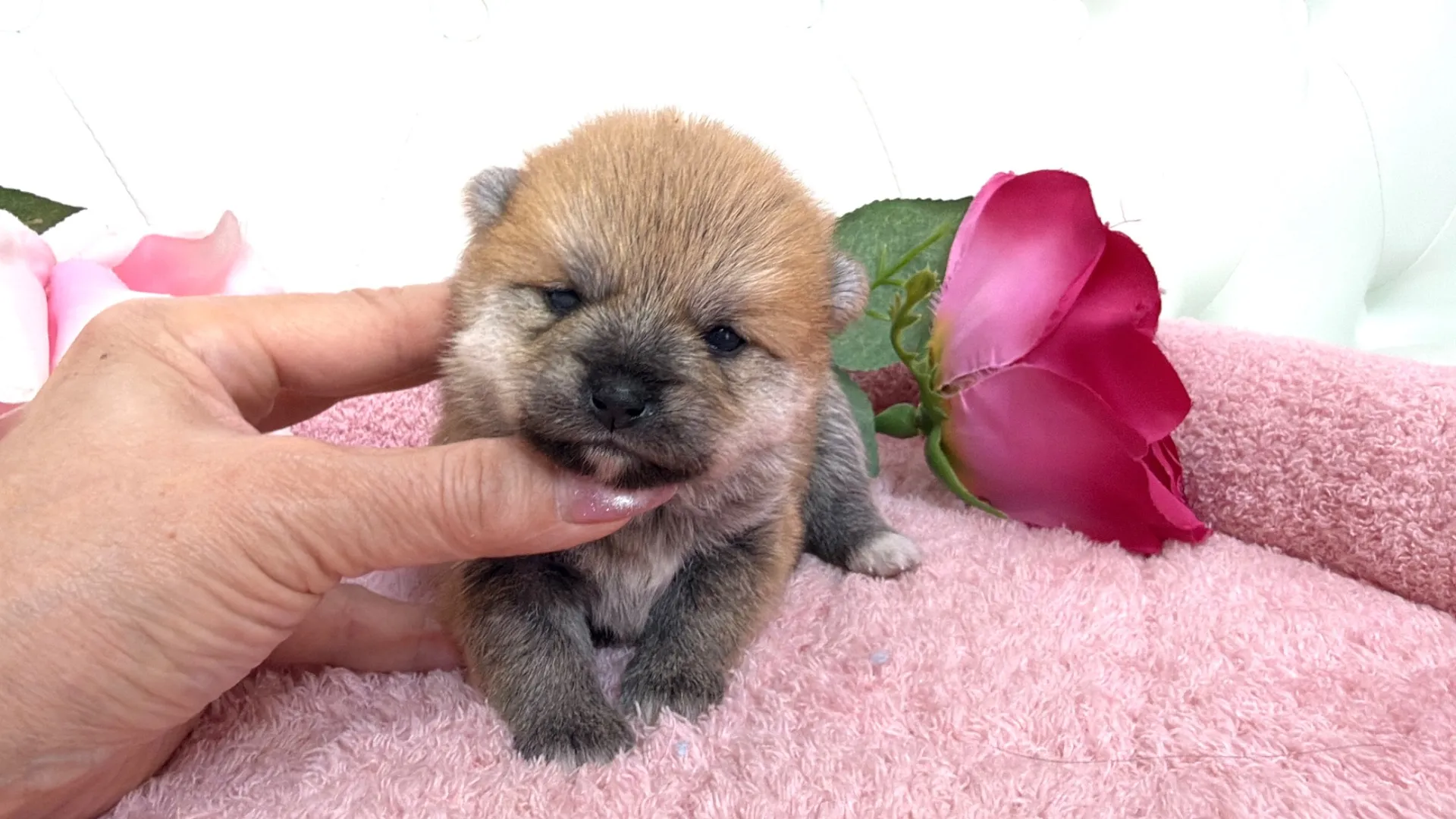 豆柴×ポメラニアン（PURIN104）