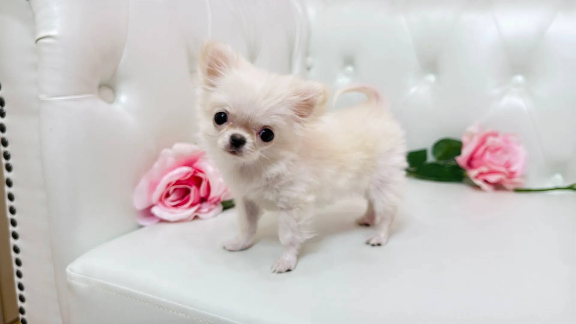 ミックス×チワワ（BABU104）