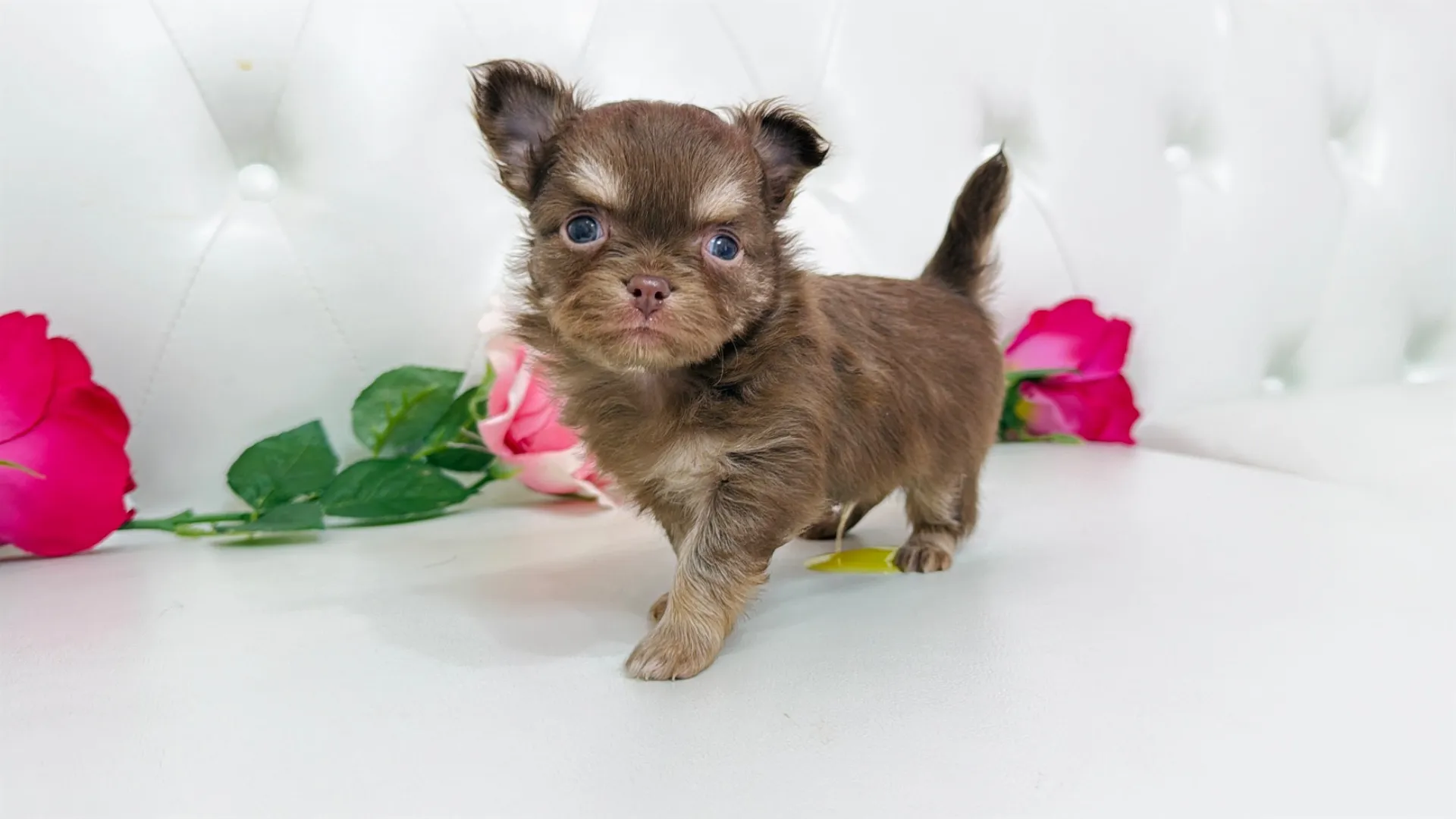 チワワロング（Hide102）