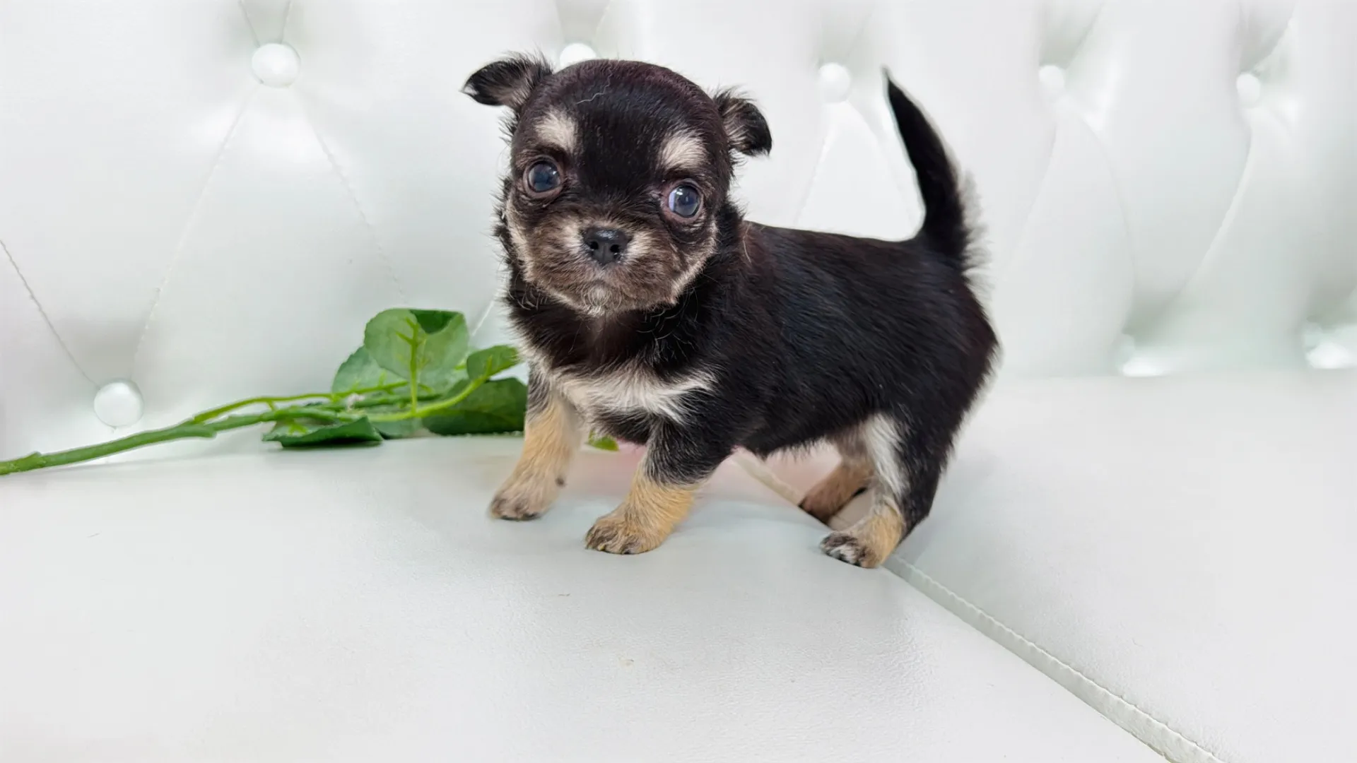 チワワロング（Hide103）