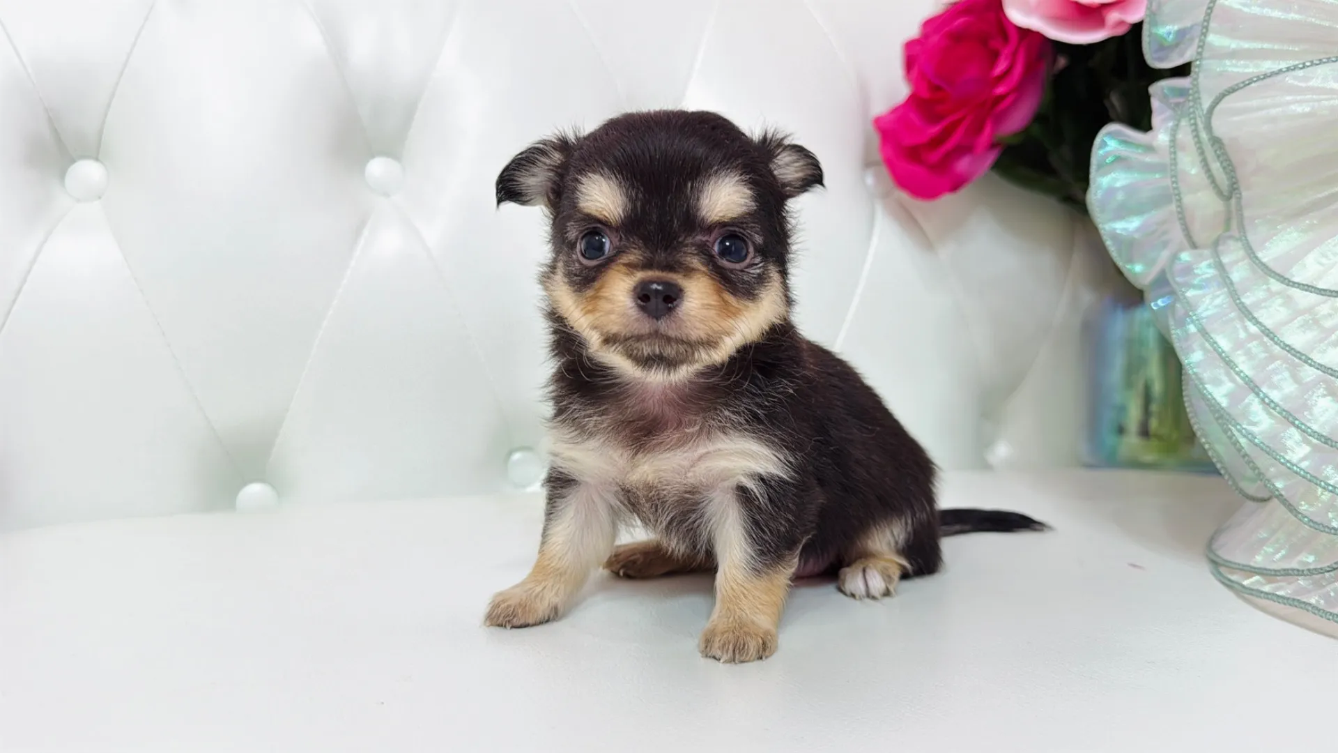 チワワロング（Hide104）