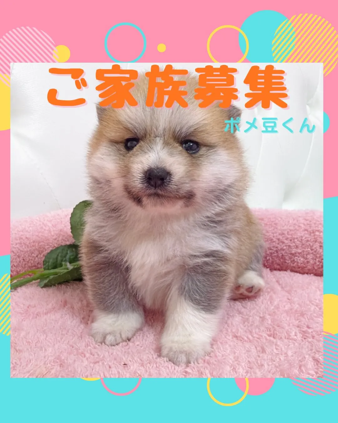 ポメ豆/豆ポメ/ブリーダー直販/パピーランドシェリエ