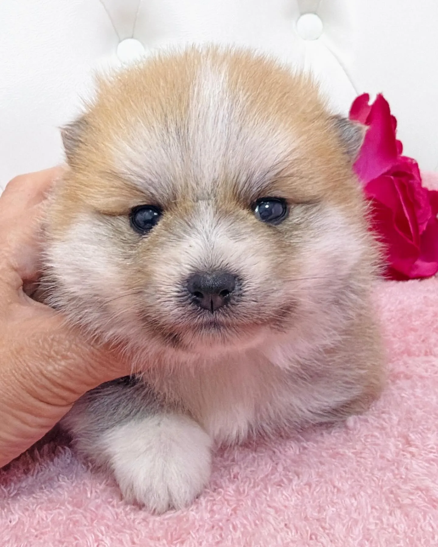 ポメ豆/豆ポメ/ブリーダー直販/パピーランドシェリエ