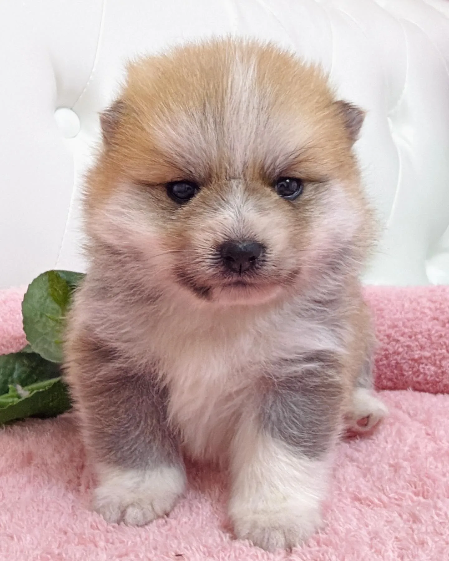 ポメ豆/豆ポメ/ブリーダー直販/パピーランドシェリエ