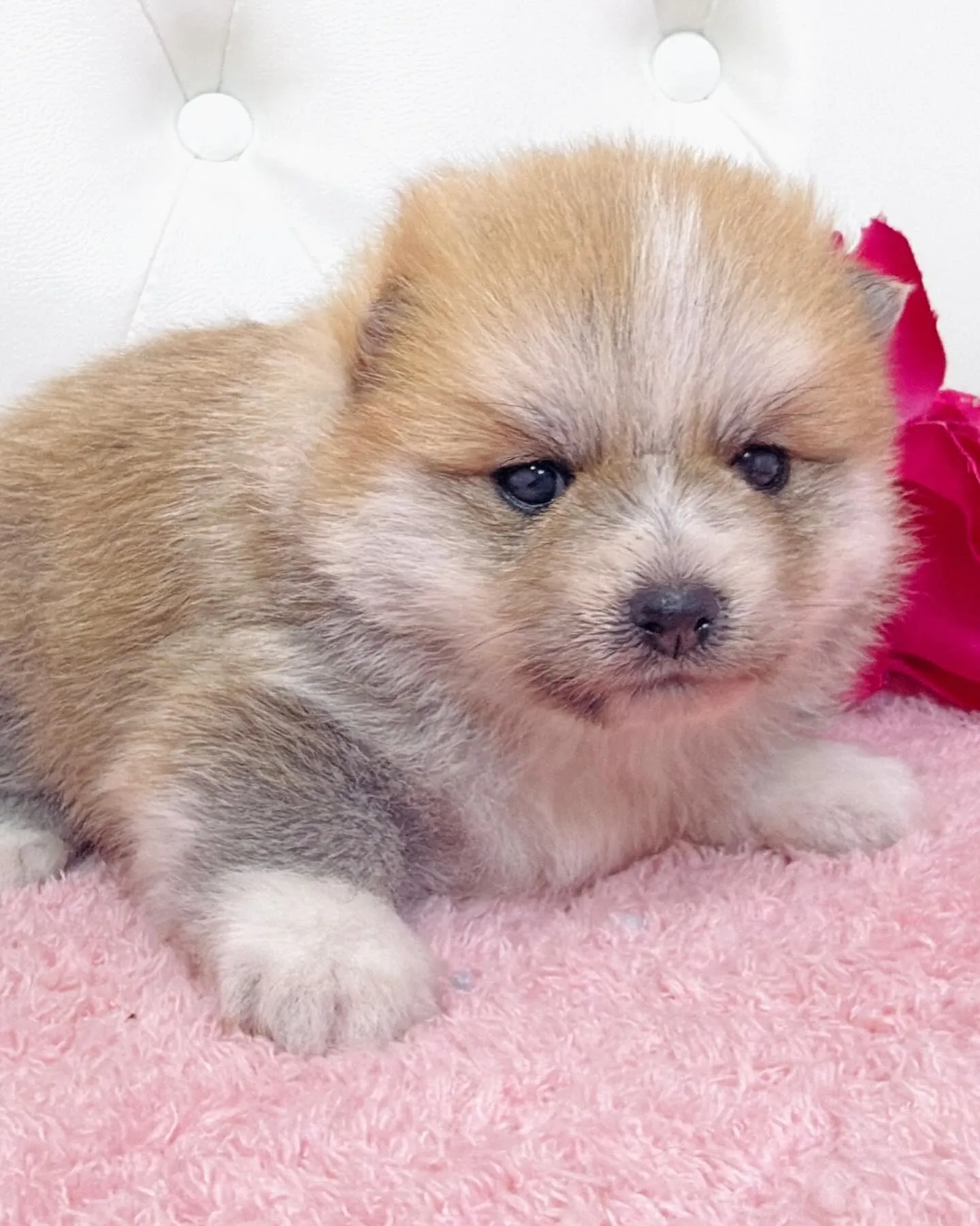 ポメ豆/豆ポメ/ブリーダー直販/パピーランドシェリエ