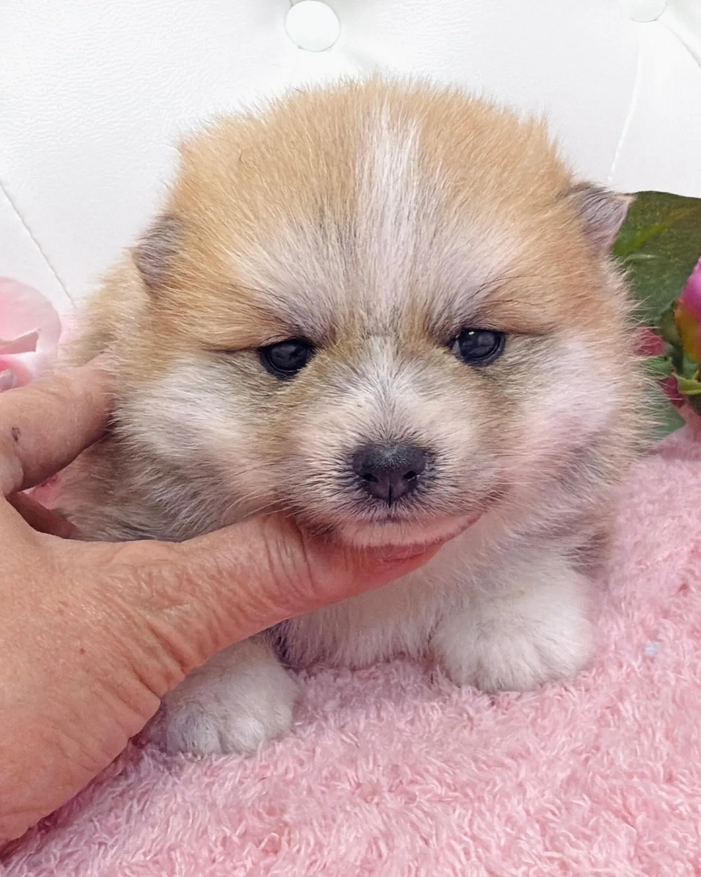 ポメ豆/豆ポメ/ブリーダー直販/パピーランドシェリエ