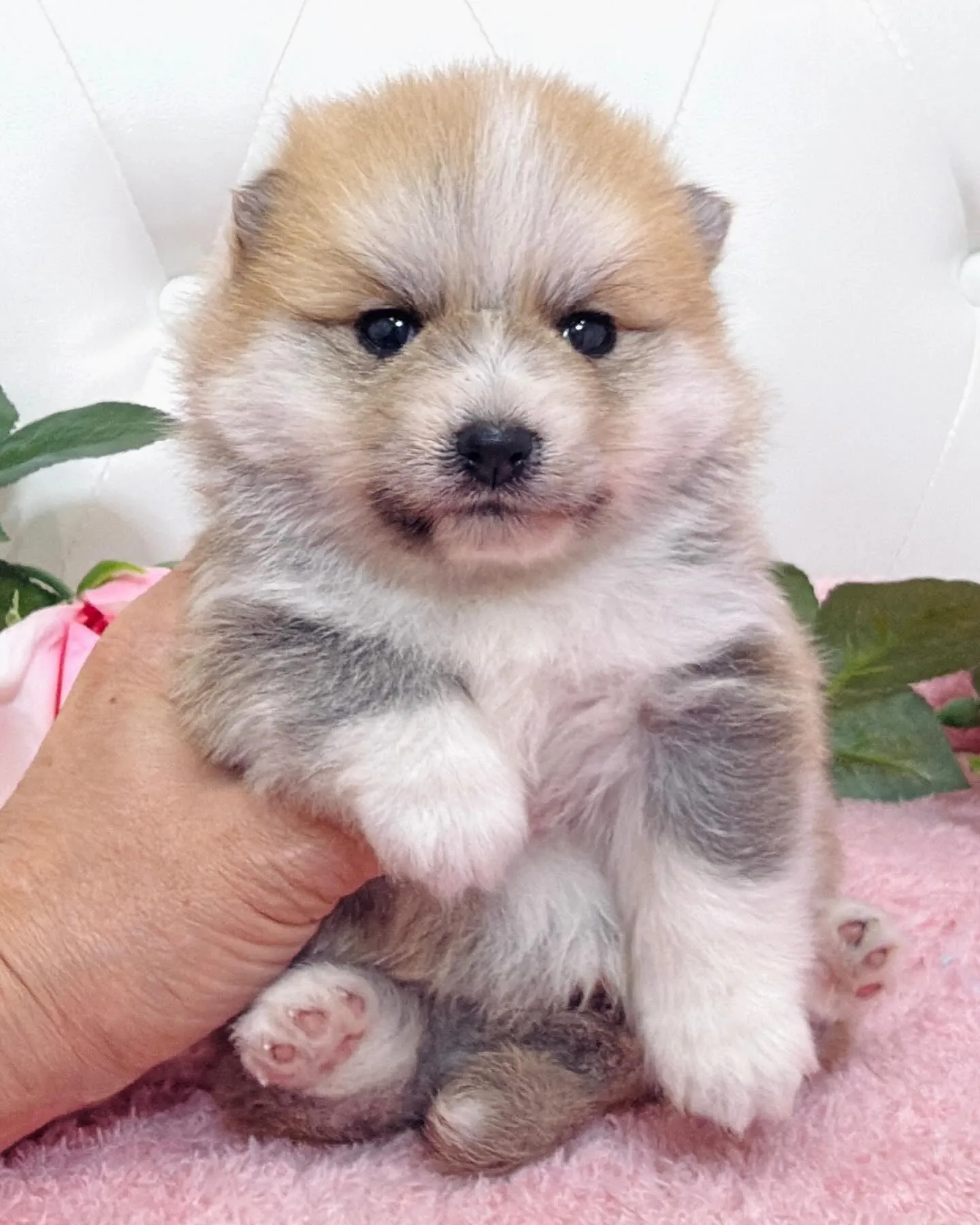 ポメ豆/豆ポメ/ブリーダー直販/パピーランドシェリエ