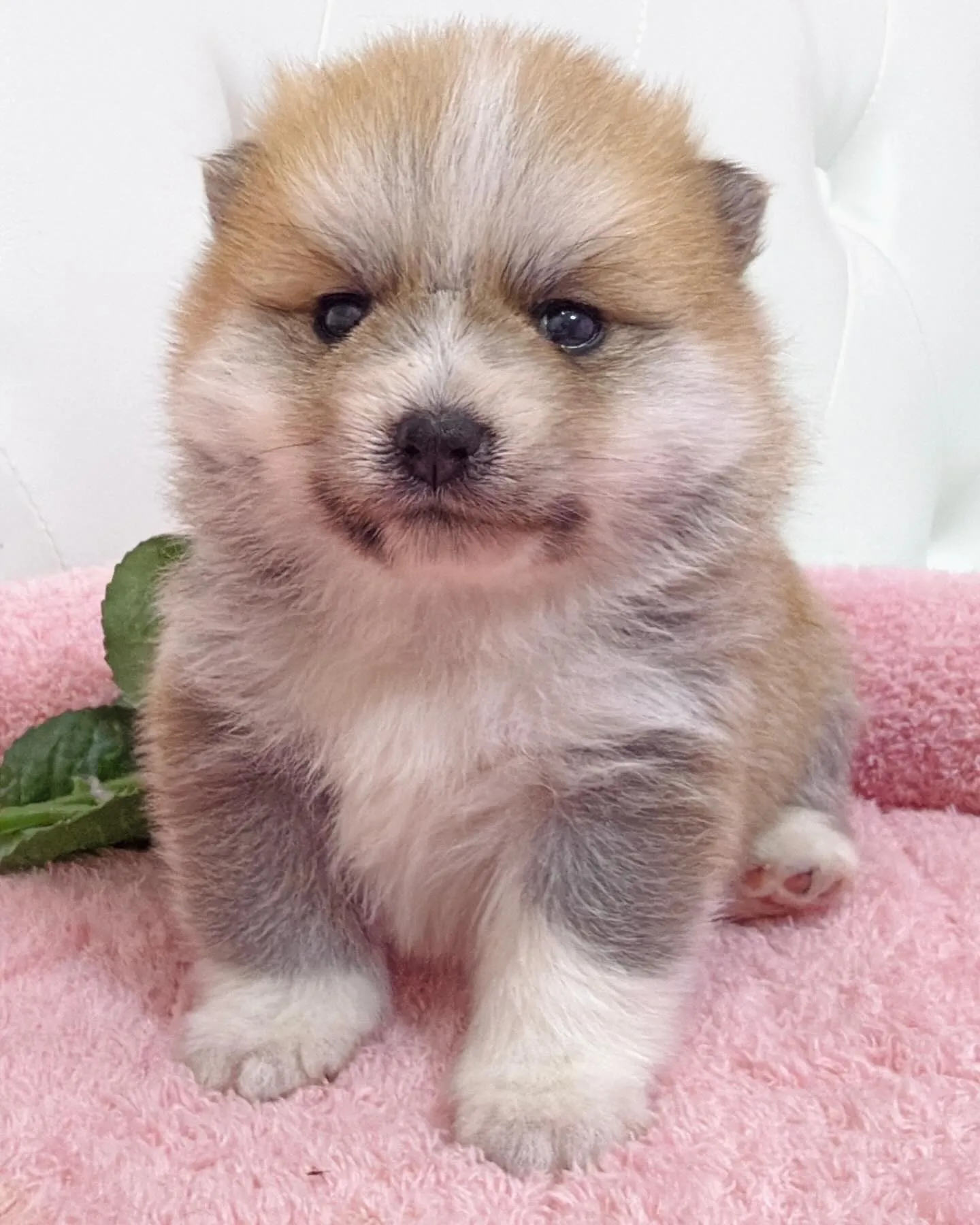 ポメ豆/豆ポメ/ブリーダー直販/パピーランドシェリエ