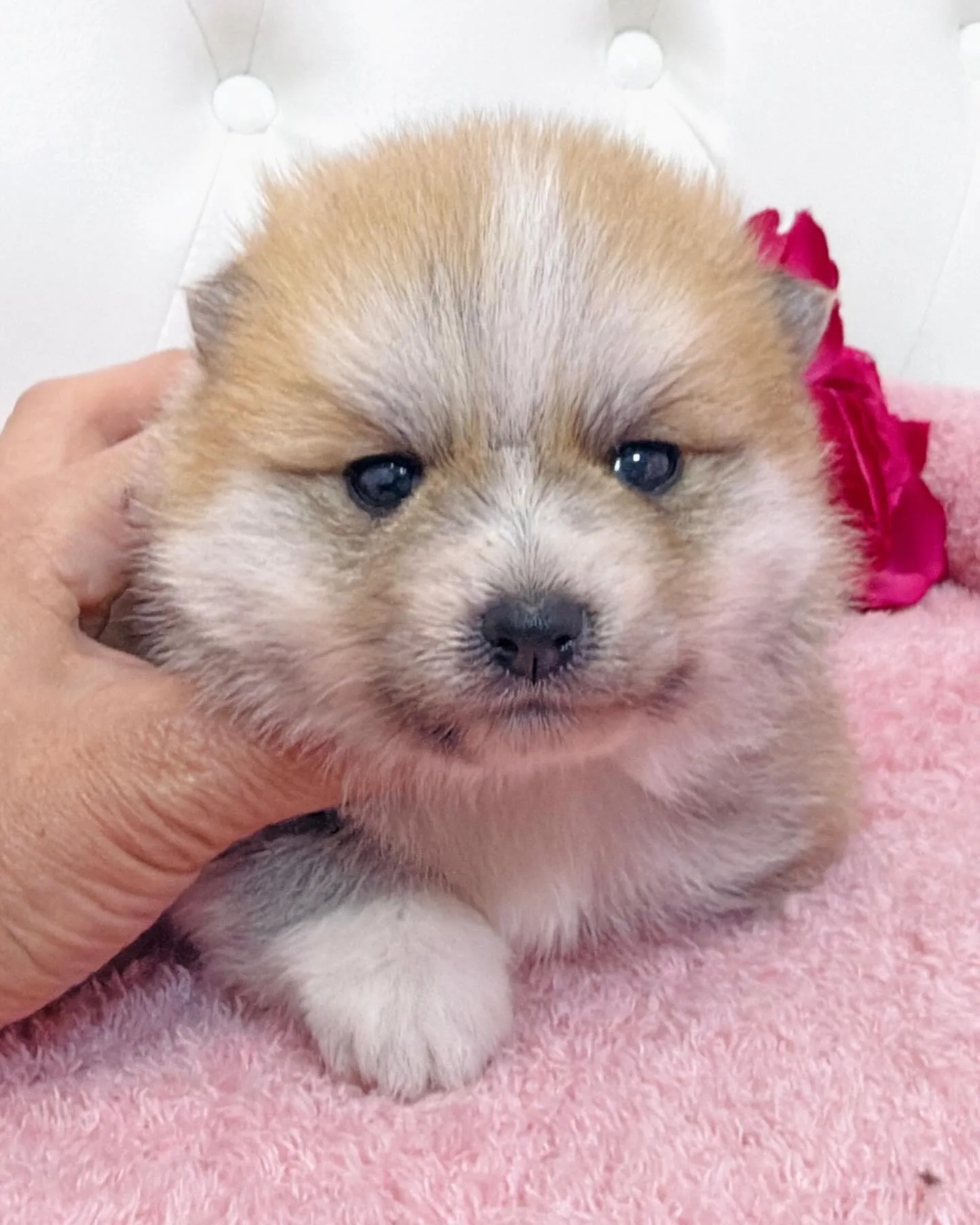 ポメ豆/豆ポメ/ブリーダー直販/パピーランドシェリエ