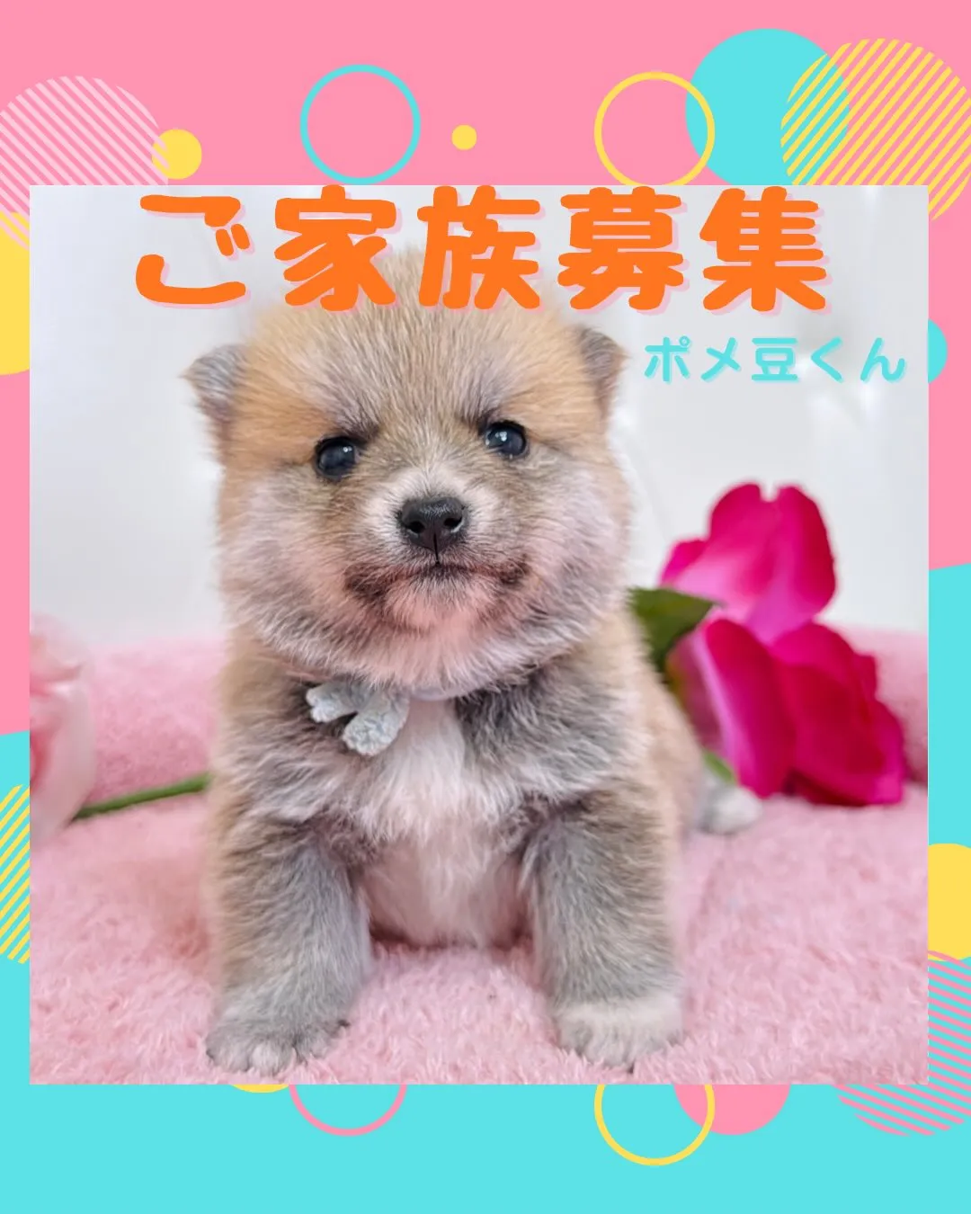 ポメ豆/豆ポメ/ブリーダー直販/パピーランドシェリエ