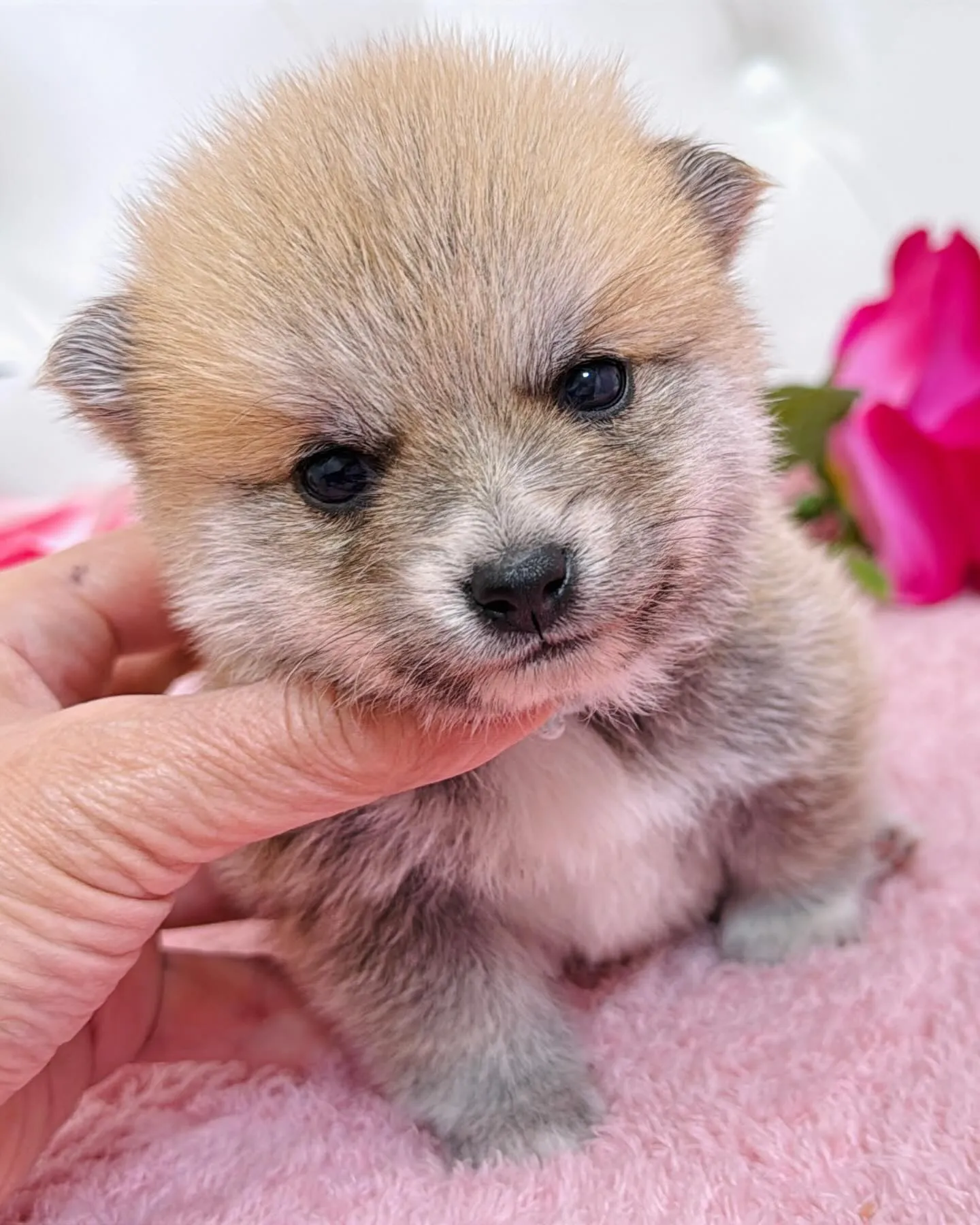 ポメ豆/豆ポメ/ブリーダー直販/パピーランドシェリエ