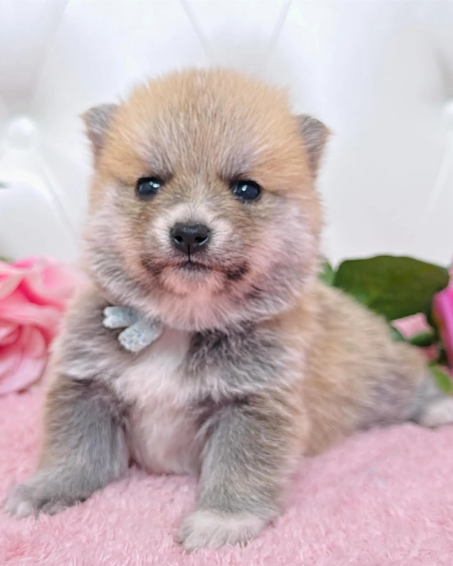 ポメ豆/豆ポメ/ブリーダー直販/パピーランドシェリエ