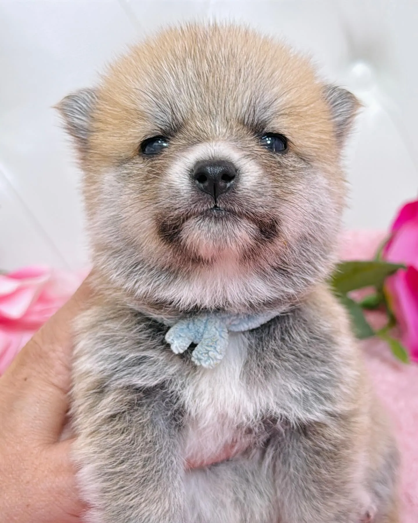 ポメ豆/豆ポメ/ブリーダー直販/パピーランドシェリエ