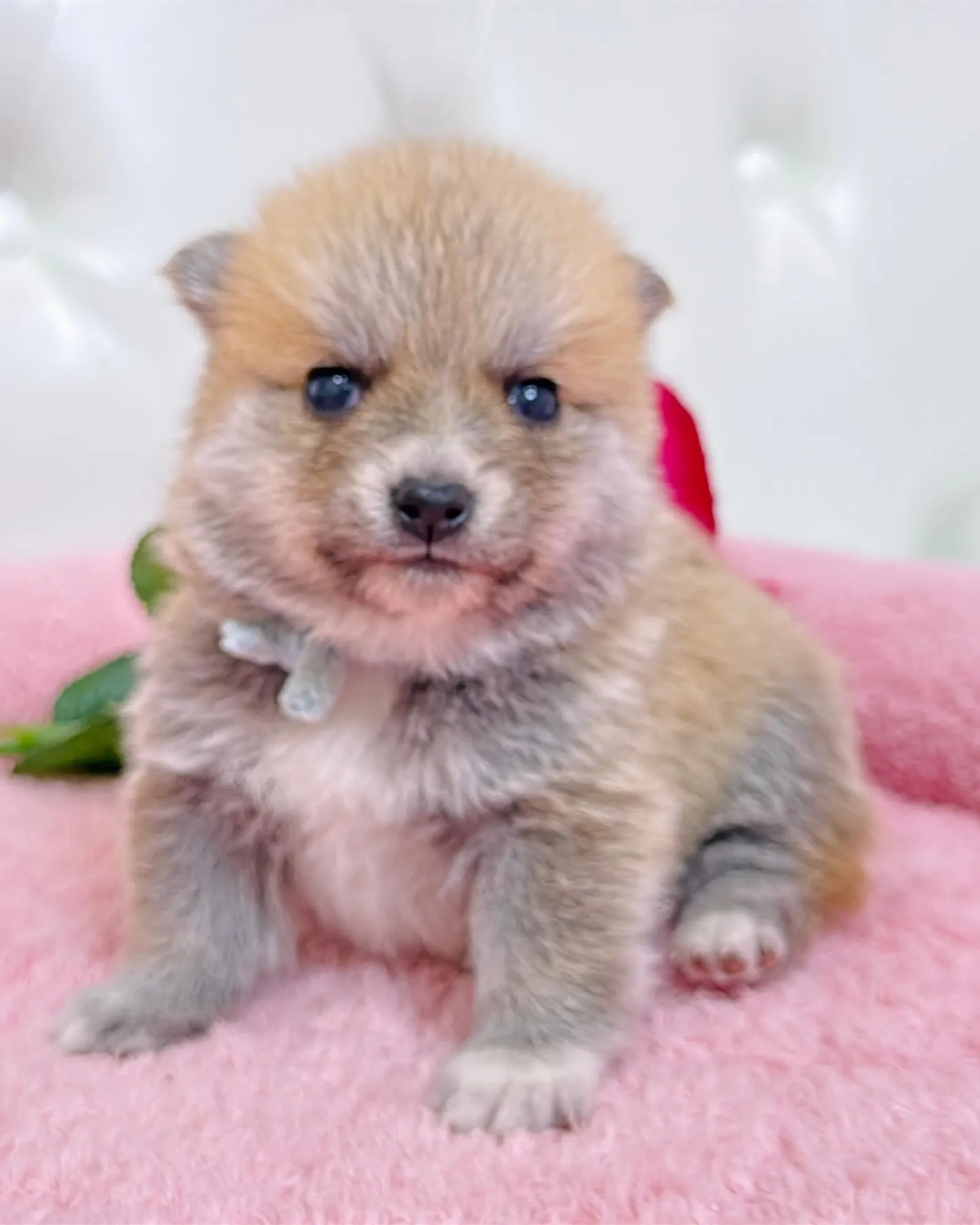 ポメ豆/豆ポメ/ブリーダー直販/パピーランドシェリエ