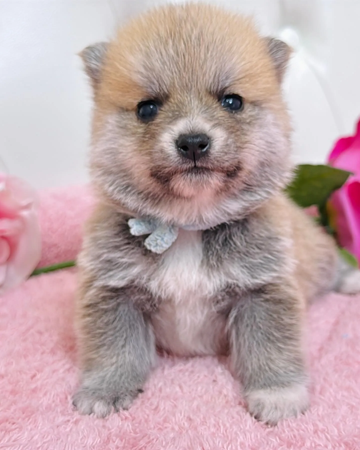 ポメ豆/豆ポメ/ブリーダー直販/パピーランドシェリエ