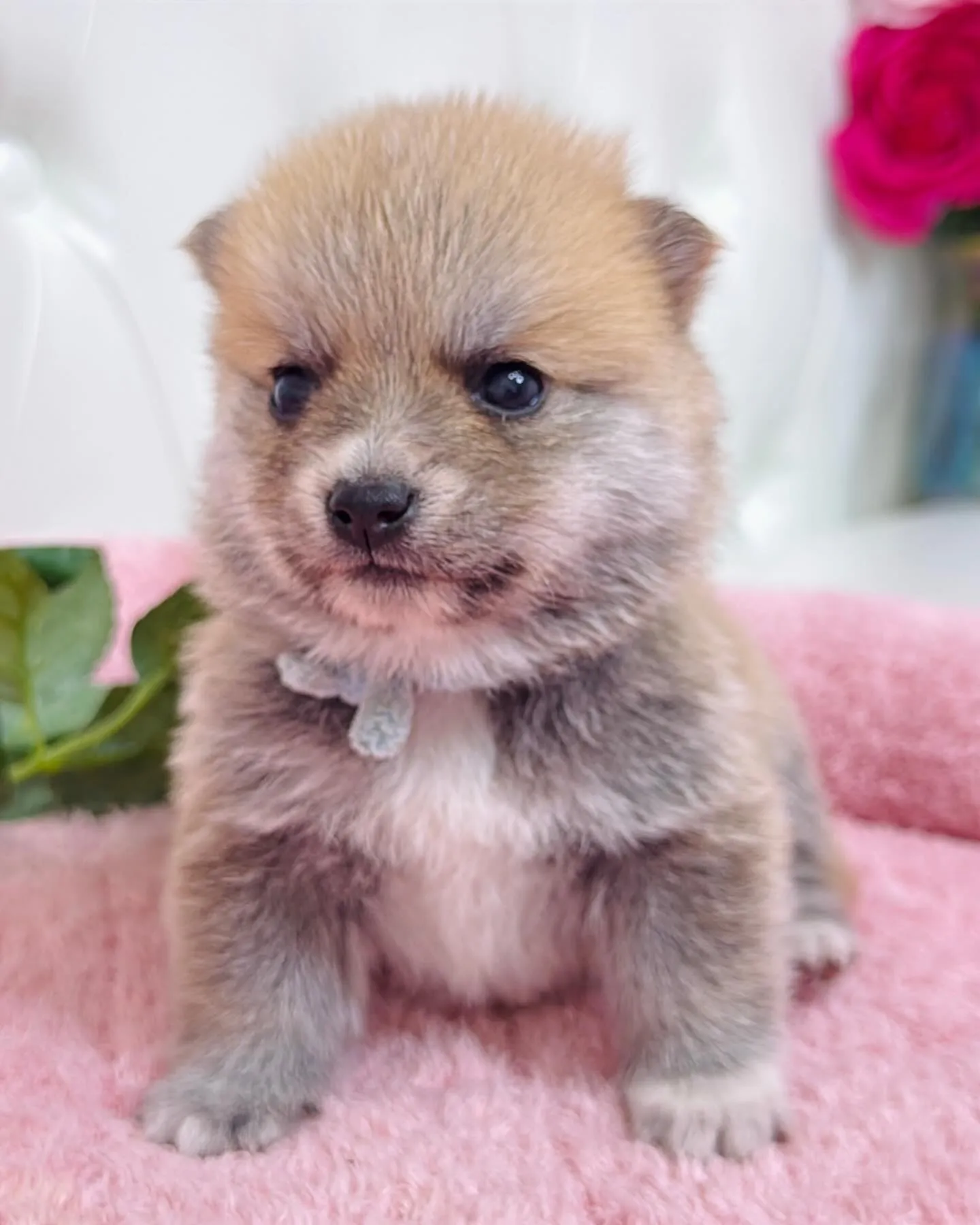 ポメ豆/豆ポメ/ブリーダー直販/パピーランドシェリエ